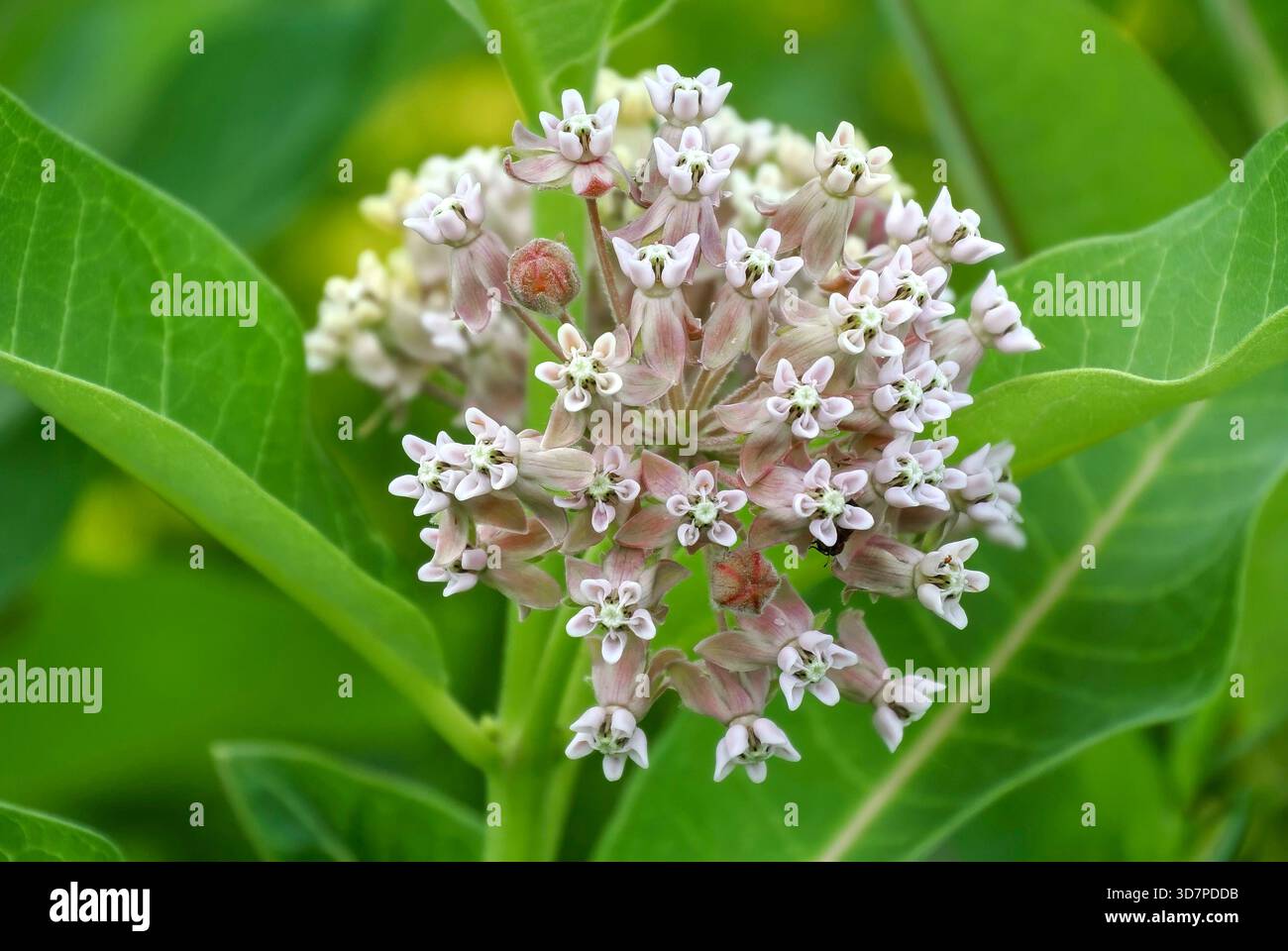 Gros plan sur le cluster de fleurs d'asclésiastique Banque D'Images