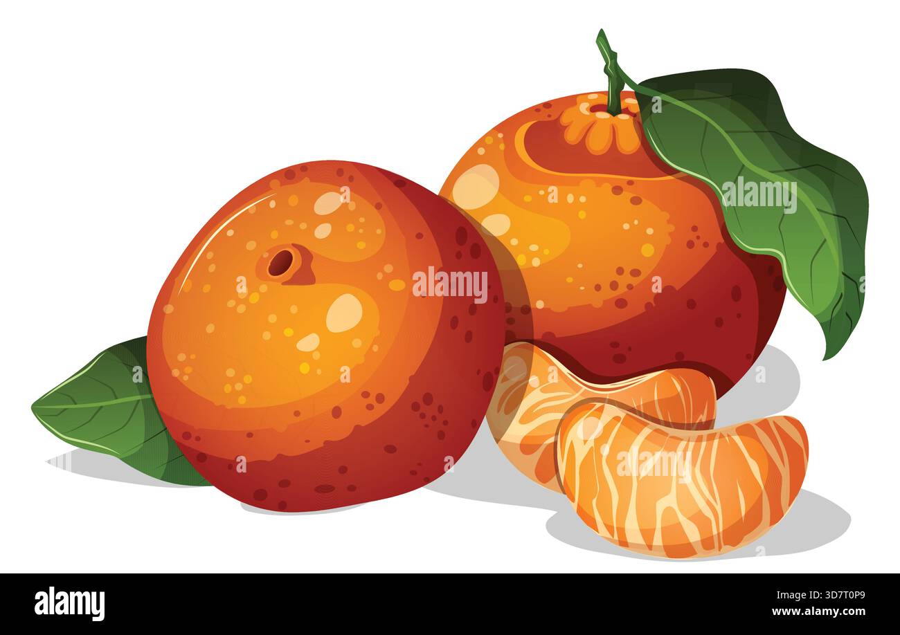 Deux oranges mandarines & Dekopon avec des feuilles et des tranches individuelles isolées. Illustration vectorielle des agrumes d'hiver Illustration de Vecteur