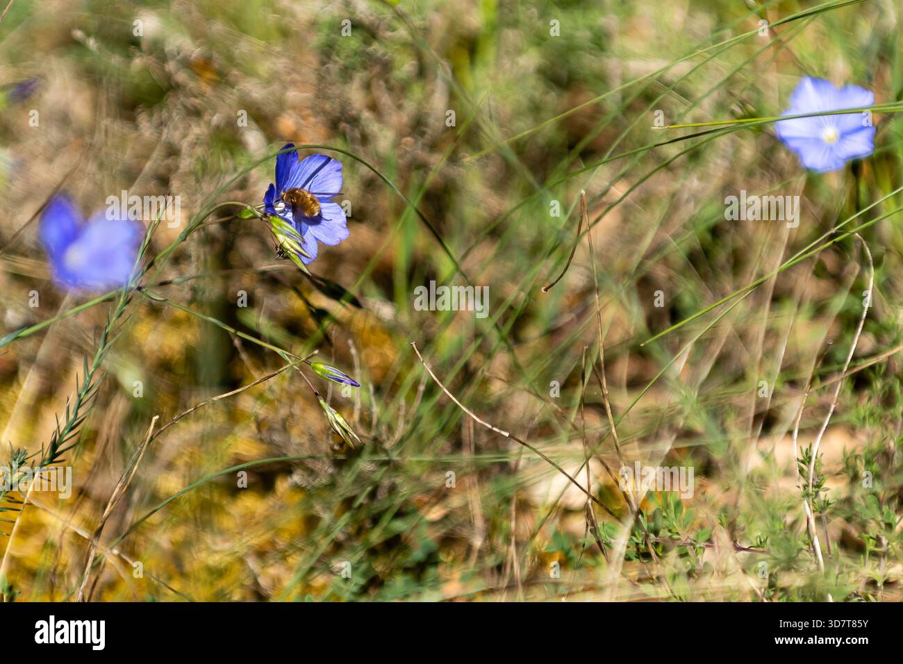 Les abeilles occupées recueillent le nectar de petites fleurs bleues dans un pré vert luxuriant rempli de beauté naturelle. Banque D'Images