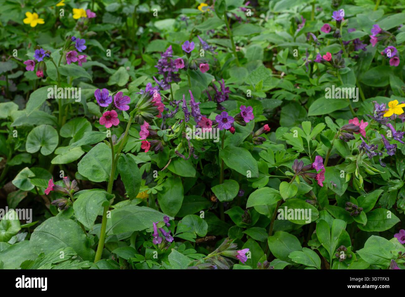 L'armoise poumon connue pour ses propriétés médicinales prospère dans la forêt affichant des grappes de fleurs violettes et roses au milieu d'un riche feuillage vert pendant un spri Banque D'Images