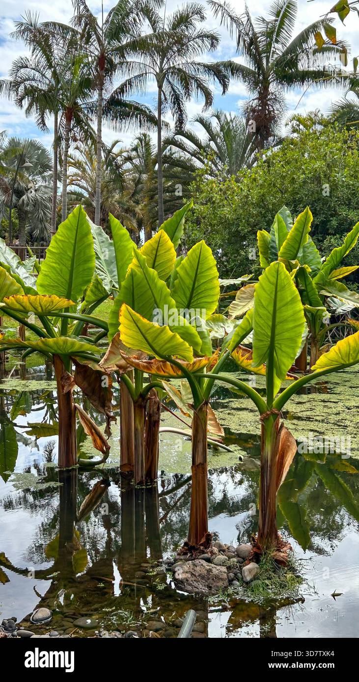 Alocasia aquatique et palmiers Banque D'Images