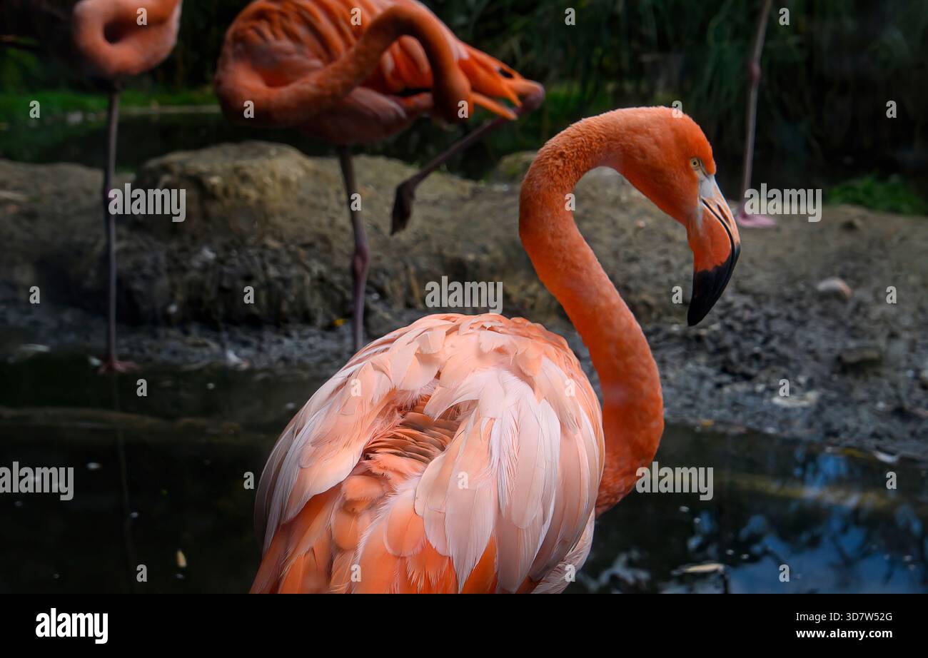 Flamant rose américain (Phoenicopterus ruber) ou flamant rose des Caraïbes. Gros plan. Banque D'Images