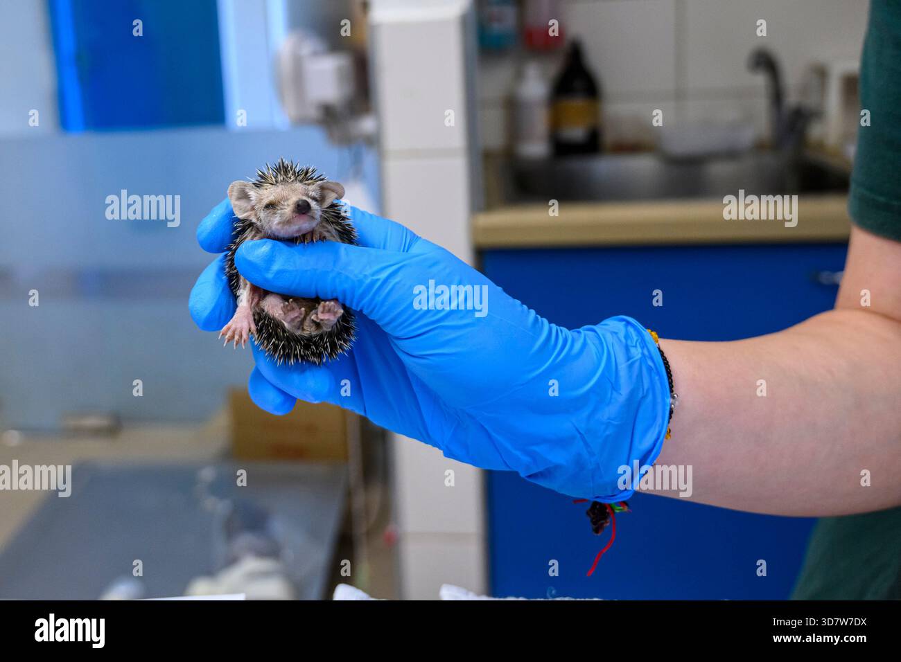 Main gantée tenant un hérisson juvénile à longues oreilles en clinique vétérinaire. Israël Banque D'Images