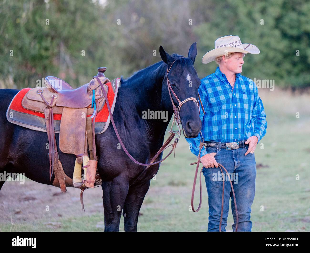 Cow-boy en chemise à carreaux bleu tenant des rênes de cheval noir sellé dans un champ herbeux. Oregon, États-Unis Banque D'Images
