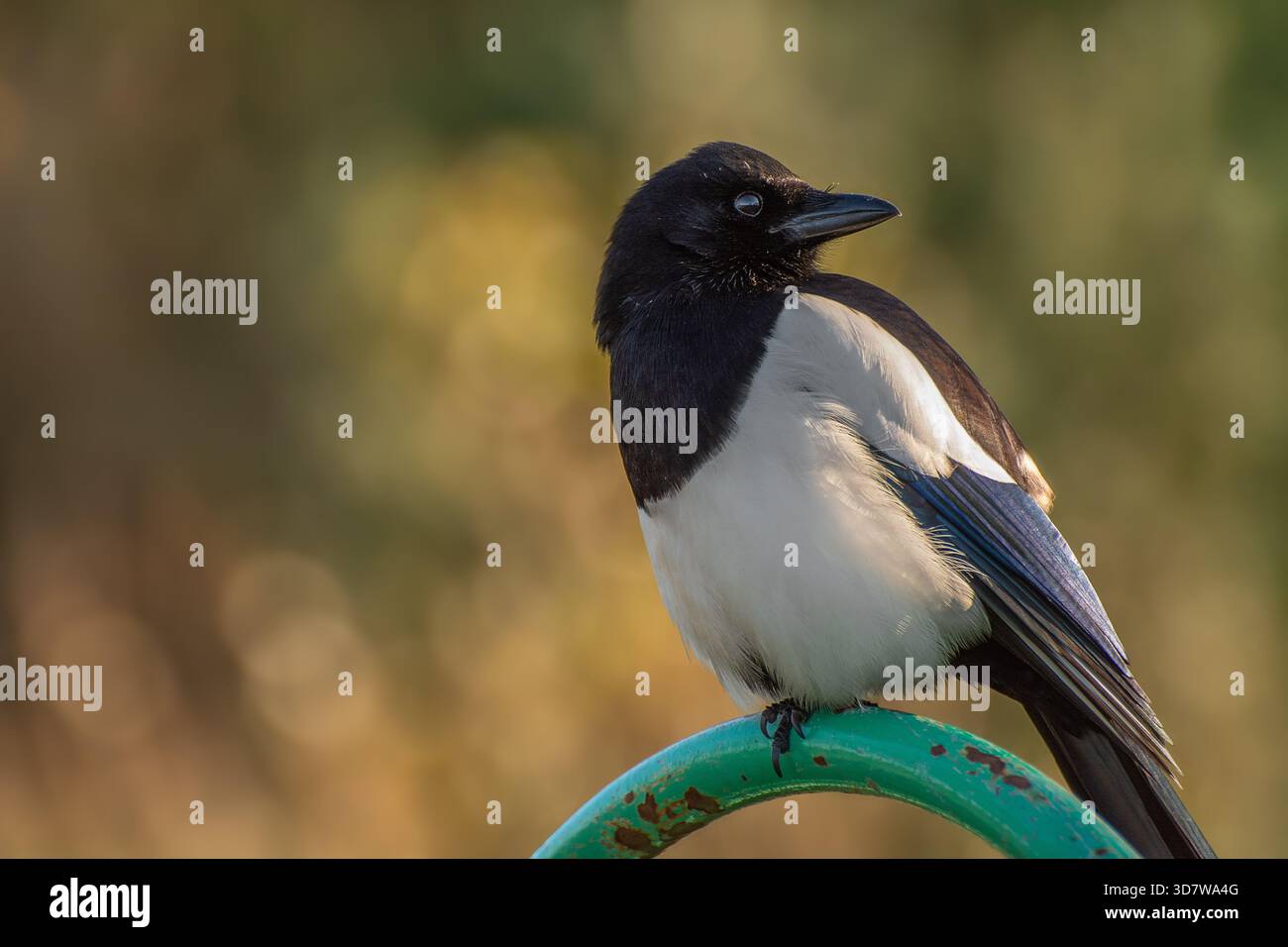 La pie eurasienne, également connue sous le nom de pie commune, perchée sur une barre de métal vert en automne, à Londres. Les créatures les plus intelligentes du monde Banque D'Images