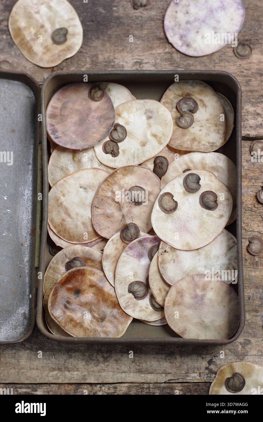 Graines. Graines et gousses de graines en forme de disque argenté provenant de fleurs honnêtes, également connues sous le nom de Lunaria annua, recueillies dans une boîte métallique Banque D'Images