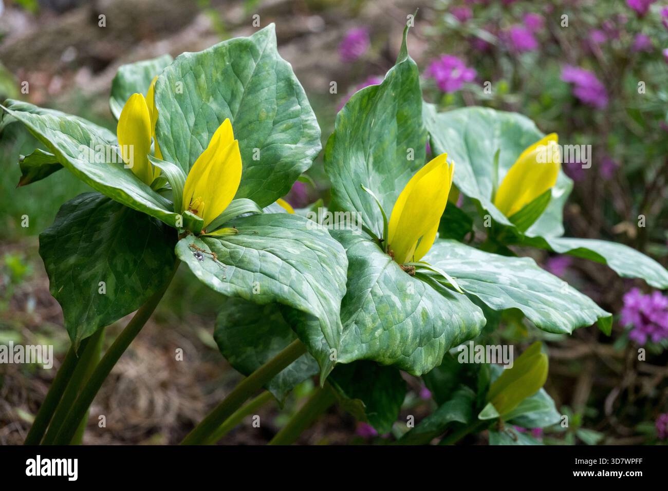 Lys des bois d'Amérique, jardin de fleurs printanières Trillium luteum Banque D'Images