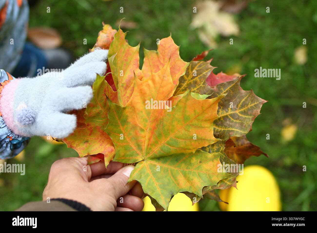 Mains de la mère et de l'enfant avec des feuilles d'érable colorées sur un fond de bottes en caoutchouc jaunes sur une herbe, pose à plat. Banque D'Images