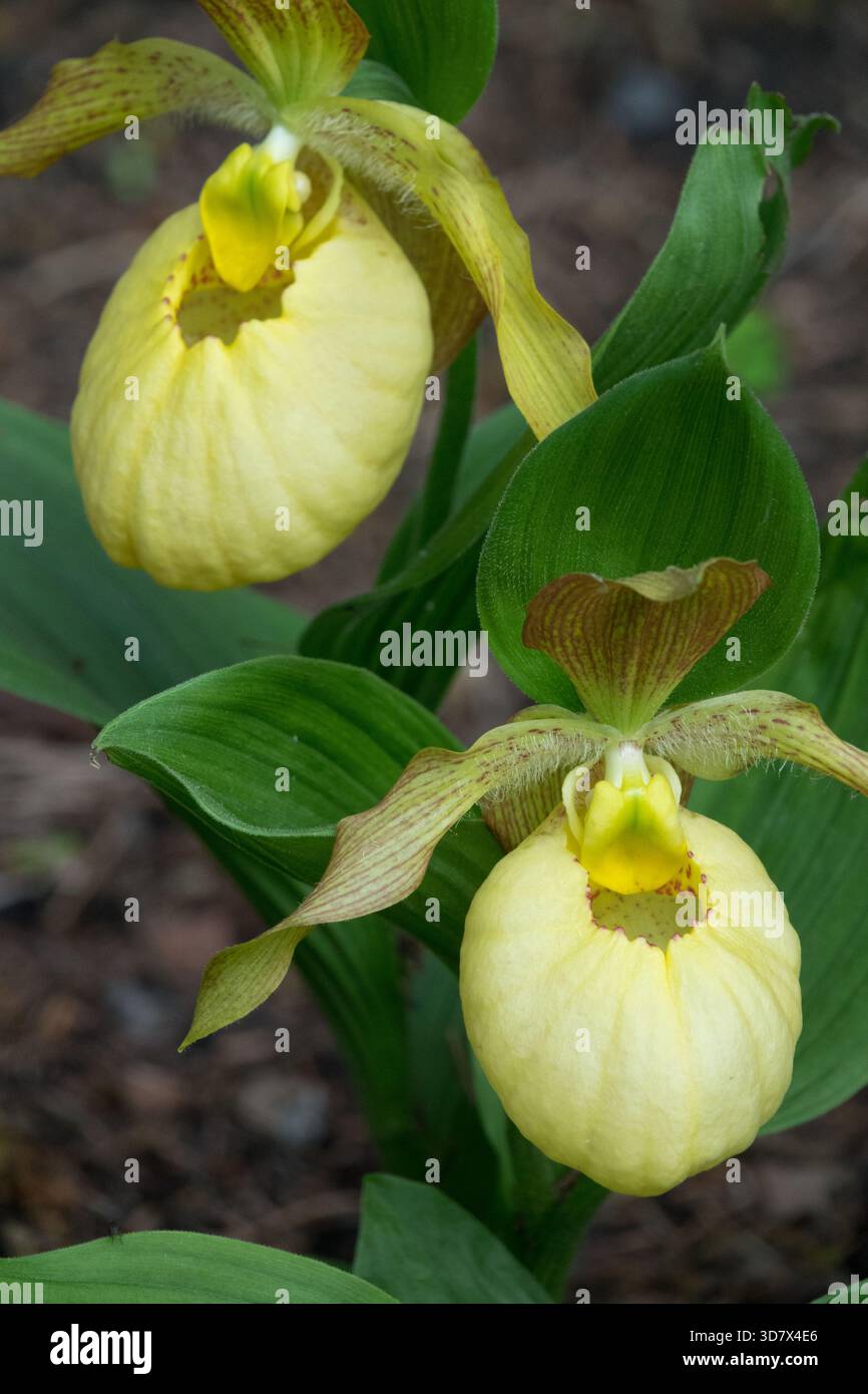 Fleur de couleur jaune pâle, Cypripedium fasciolatum Banque D'Images