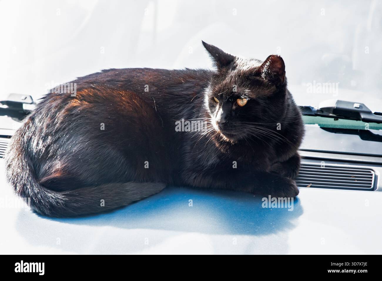 Chat noir allongé sur un capot de voiture ensoleillé à l'extérieur, détendu et alerte à la lumière du jour Banque D'Images