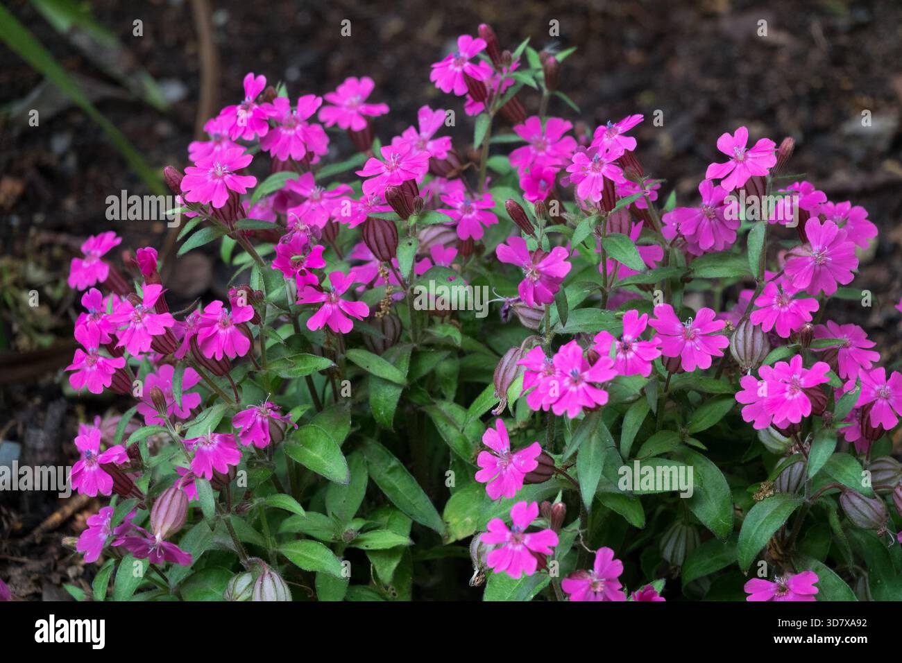 Silene caroliniana 'Red Wherryi' Banque D'Images