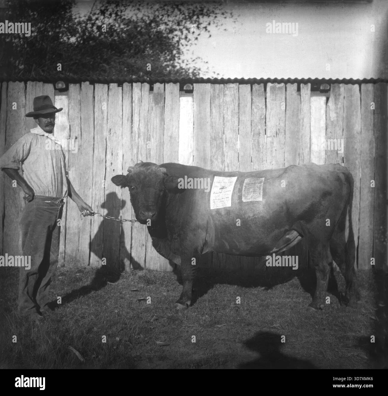 Photo de fermier avec un taureau - affiche sur Jenolan grottes coincées sur le taureau, c1900s. Banque D'Images