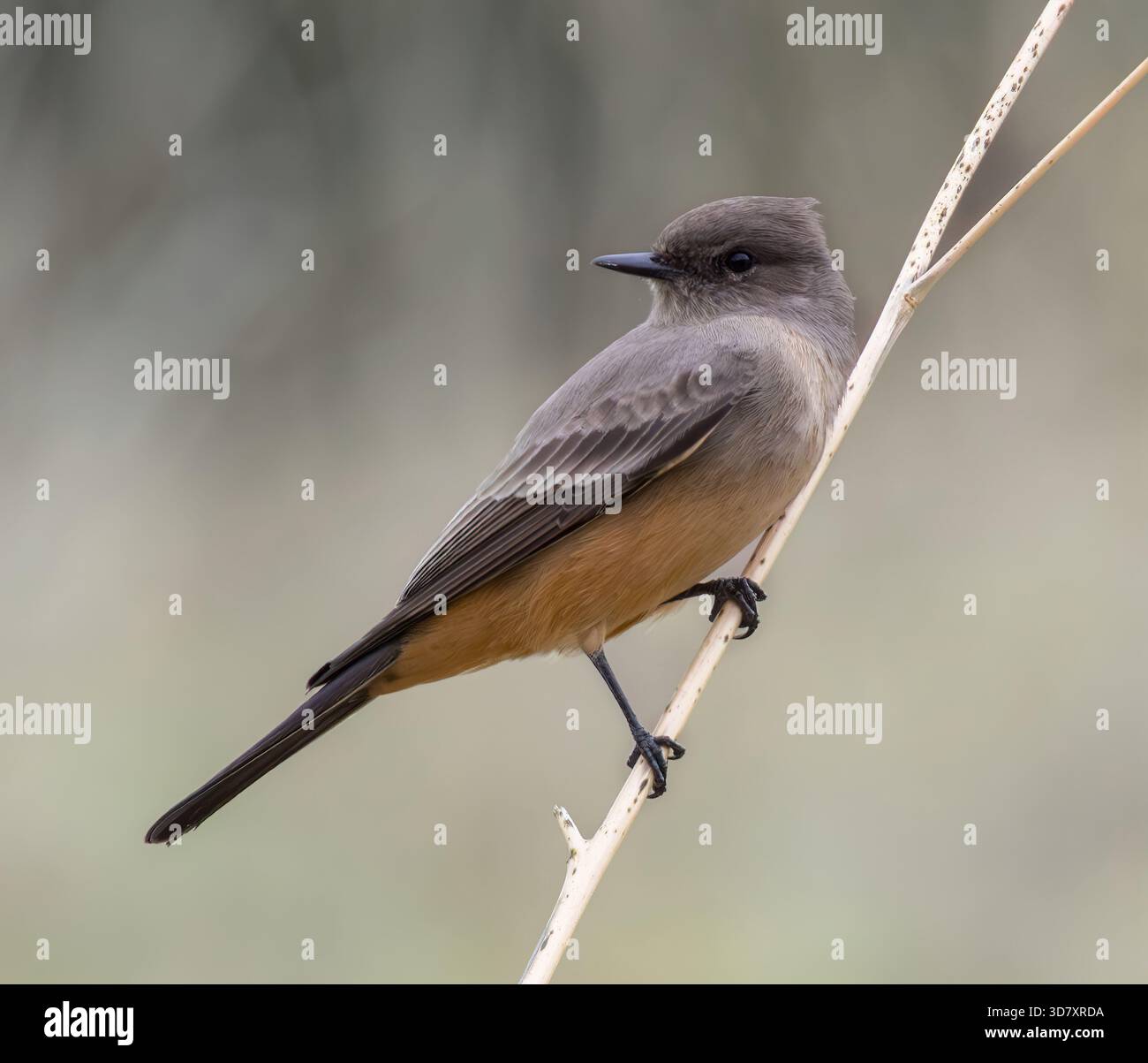 Disons Phoebe, adulte, scanner les insectes. Sunol Regional Wilderness, comté d'Alameda, Californie. Banque D'Images