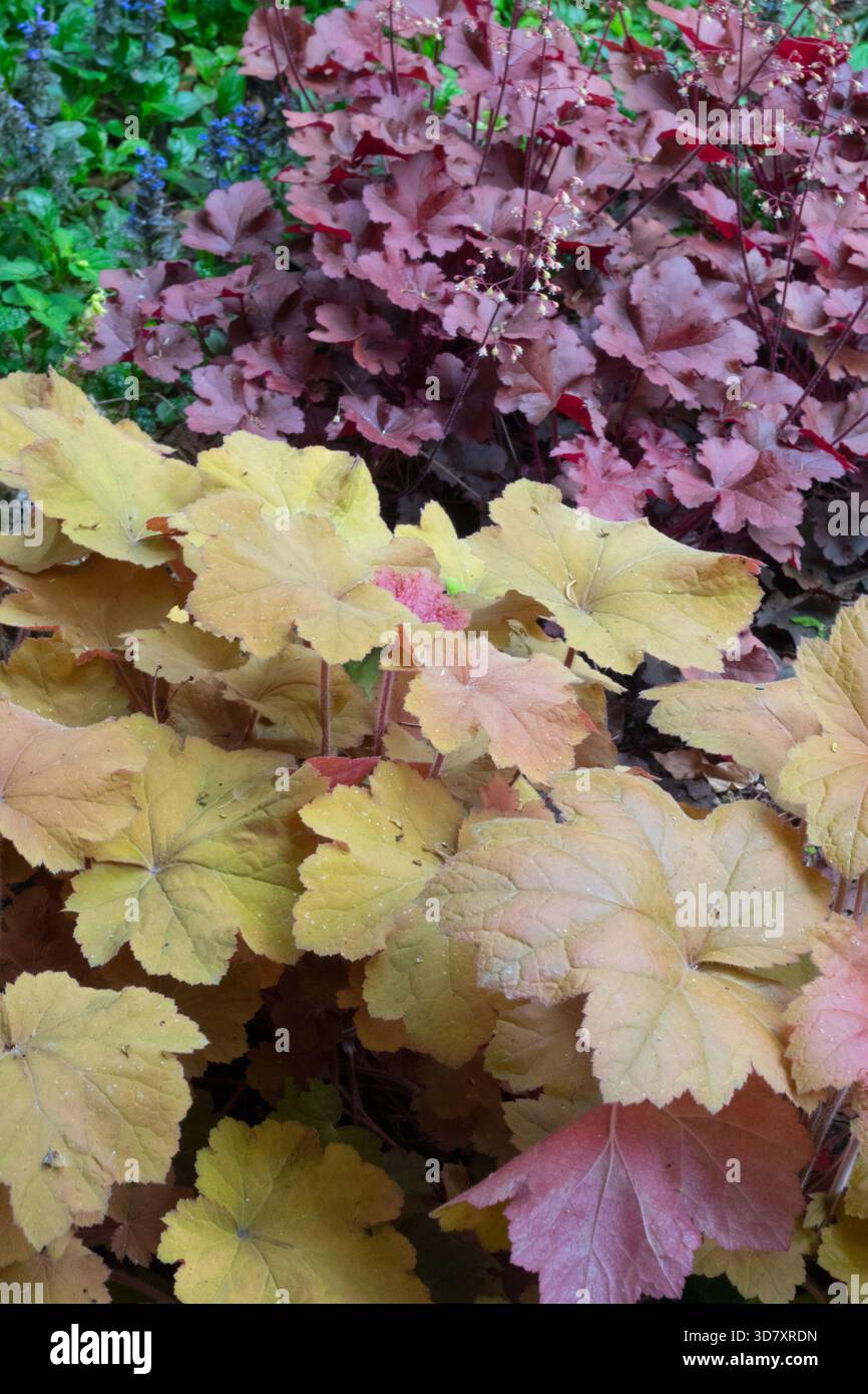 Contraste de couleurs éclatant entre les cloches de corail de pêche doré, Heuchera 'Caramel' et le feuillage violet de Heuchera 'Magma' dans un jardin d'été. Banque D'Images