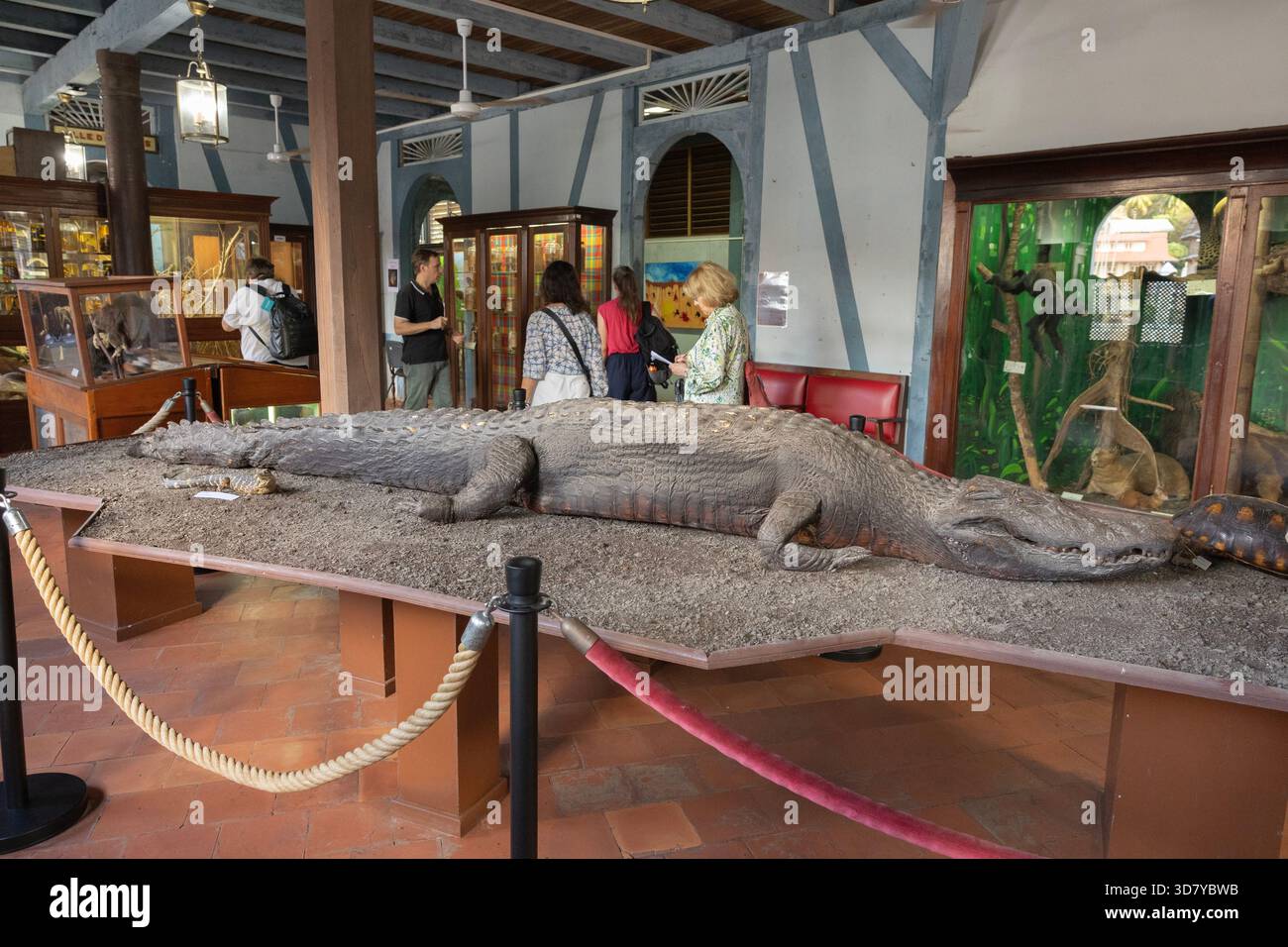 Un caïman noir accueille les visiteurs au musée Franconie à Cayenne, en Guyane française, un département de la France sur la côte ne de l'Amérique du Sud. Banque D'Images