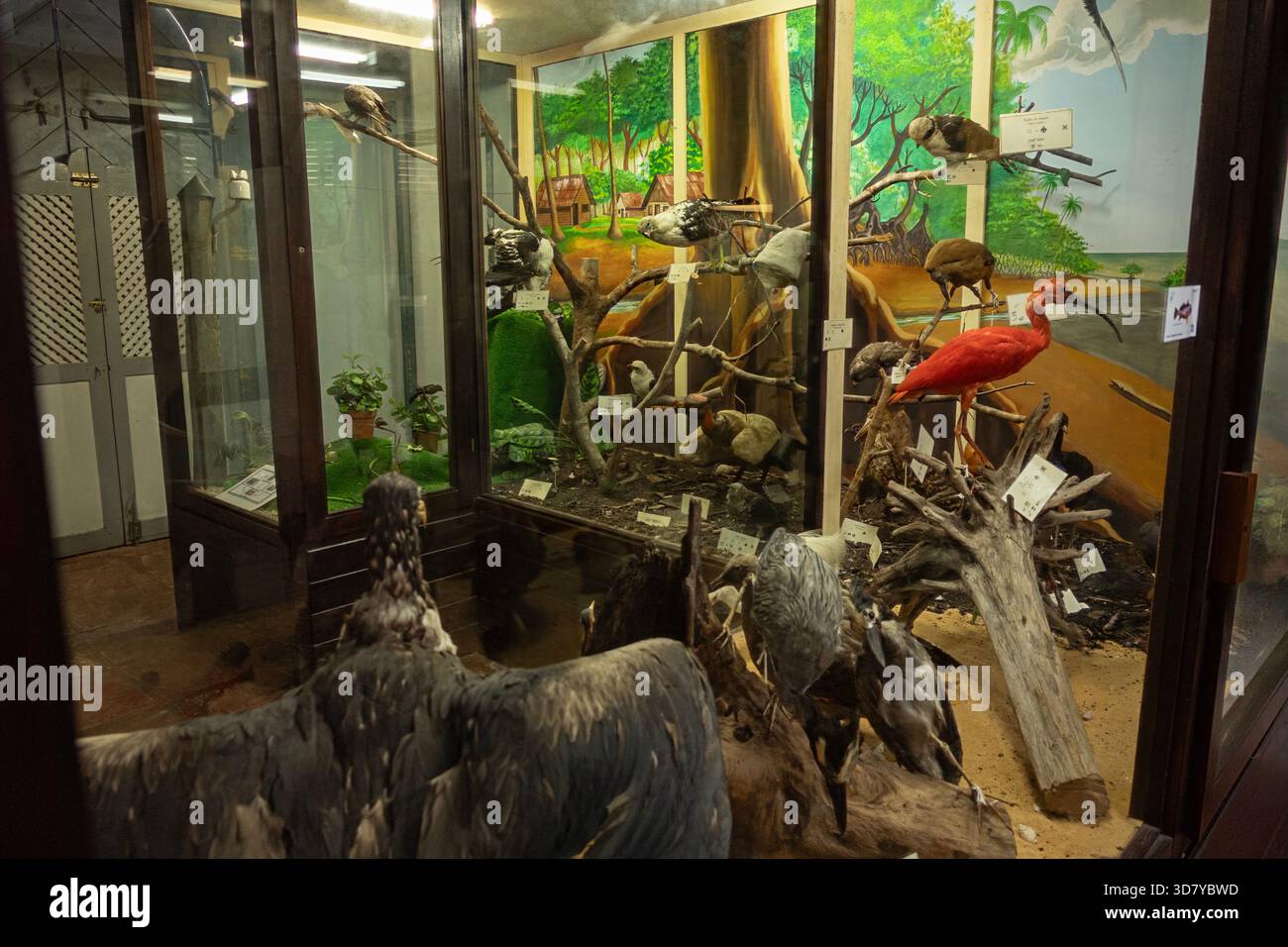La galerie d'ornithologie du musée Franconie, Cayenne, présente des oiseaux trouvés en Guyane française, un département de la France sur la côte nord-est de l'Amérique du Sud. Banque D'Images