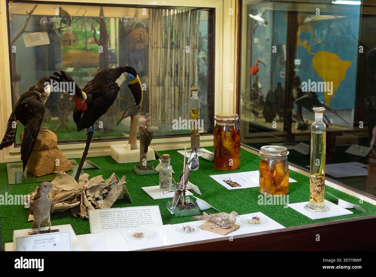 La galerie d'ornithologie du musée Franconie, Cayenne, présente des oiseaux trouvés en Guyane française, un département de la France sur la côte nord-est de l'Amérique du Sud. Banque D'Images