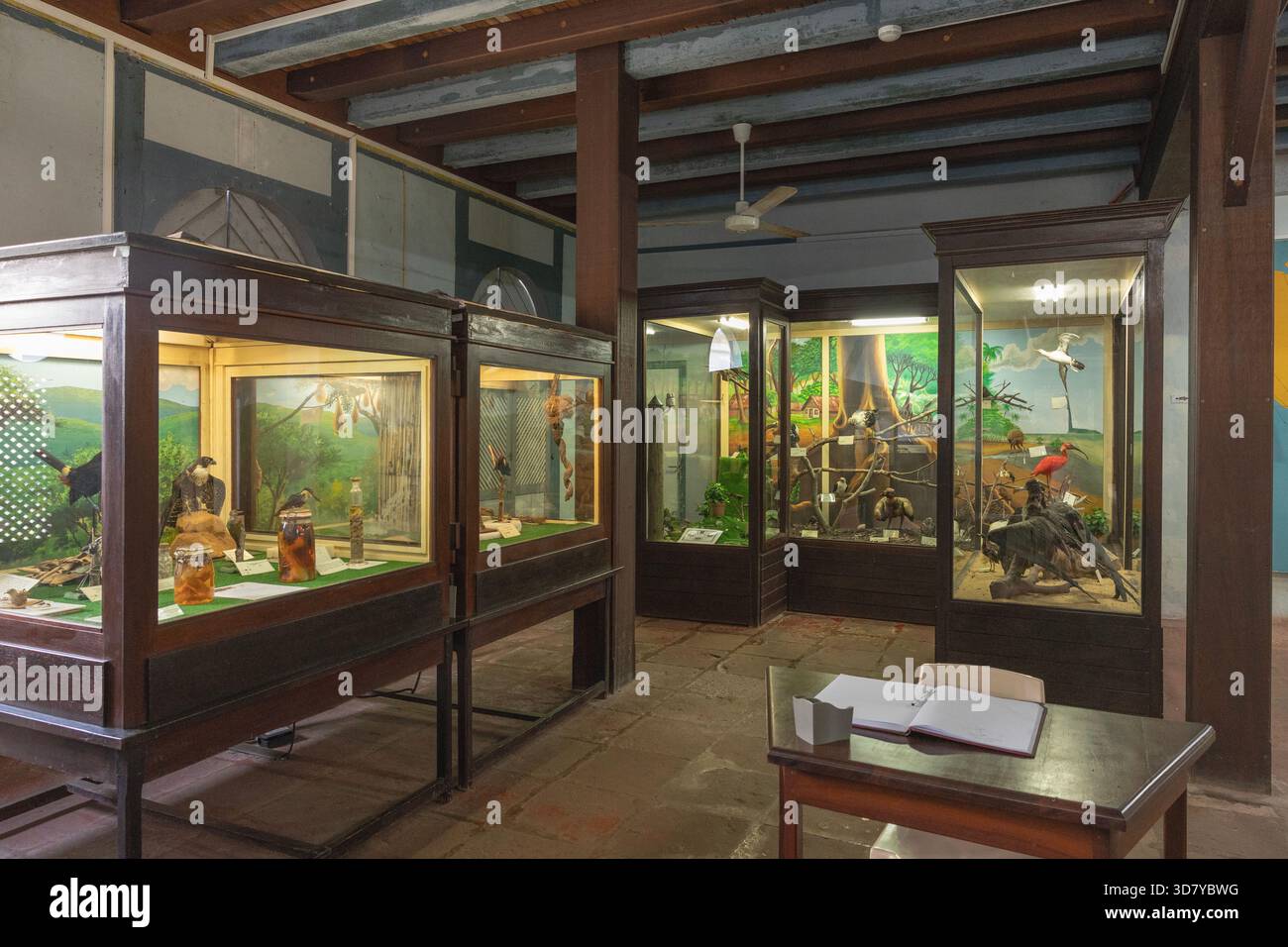 La galerie d'ornithologie du musée Franconie, Cayenne, présente des oiseaux trouvés en Guyane française, un département de la France sur la côte nord-est de l'Amérique du Sud. Banque D'Images