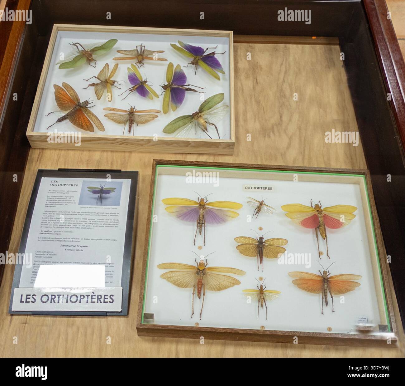 Orthoptères (sauterelles et c.) exposés au Musée Franconie à Cayenne, Guyane française, un département de France sur la côte nord-est de l'Amérique du Sud. Banque D'Images