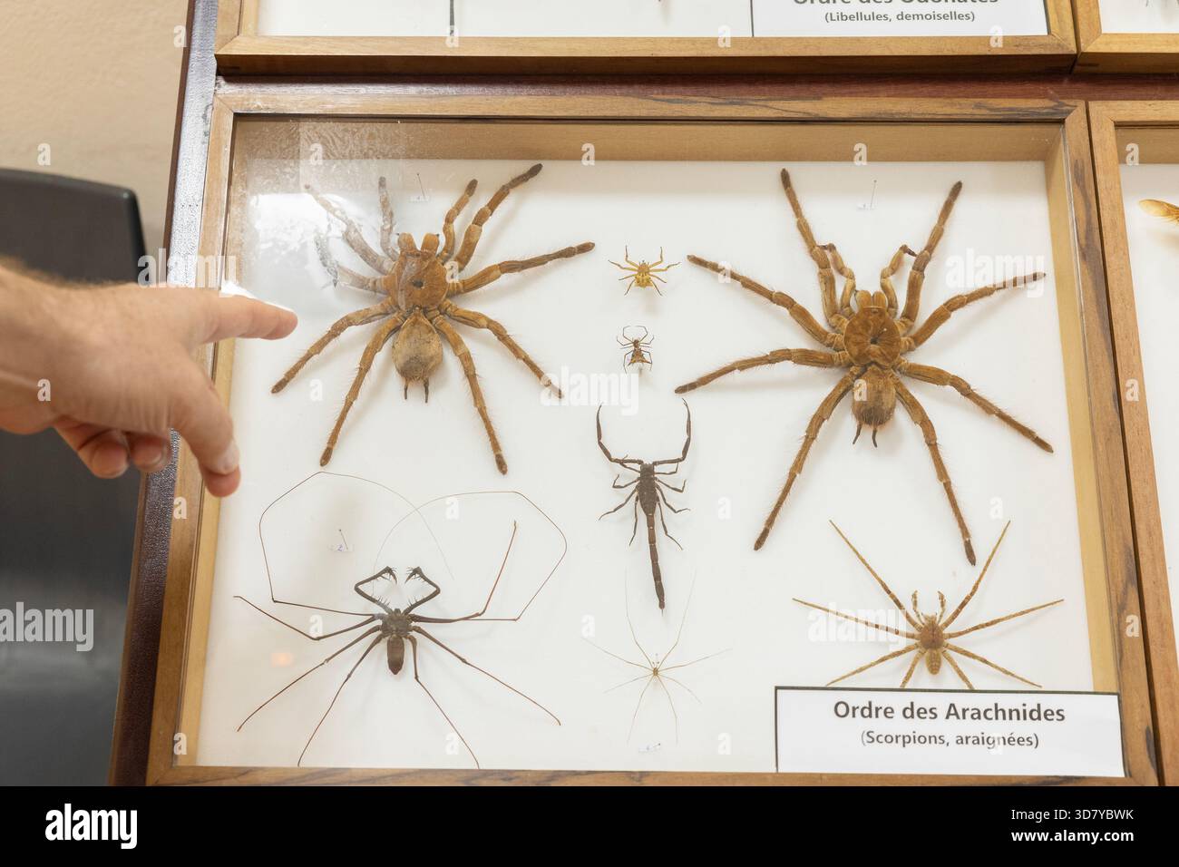Un doigt donne de l'échelle à une collection d'arachnides, notamment l'immense Goliath Birdeater, exposée au musée Franconie à Cayenne, en Guyane française. Banque D'Images