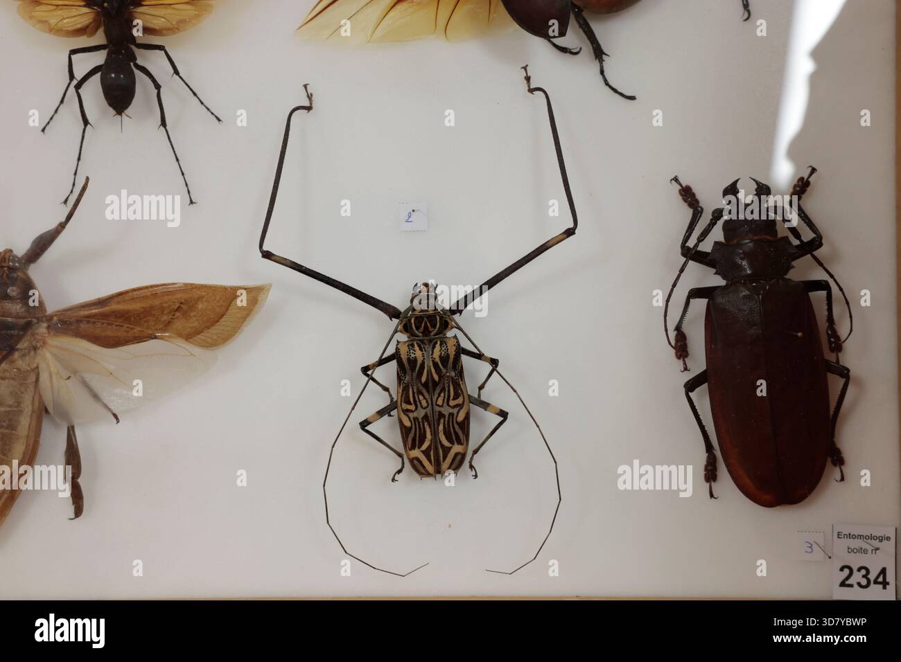 Insectes trouvés en Guyane française, notamment le coléoptère du centre, exposés au musée Franconie à Cayenne, la principale ville du département français. Banque D'Images