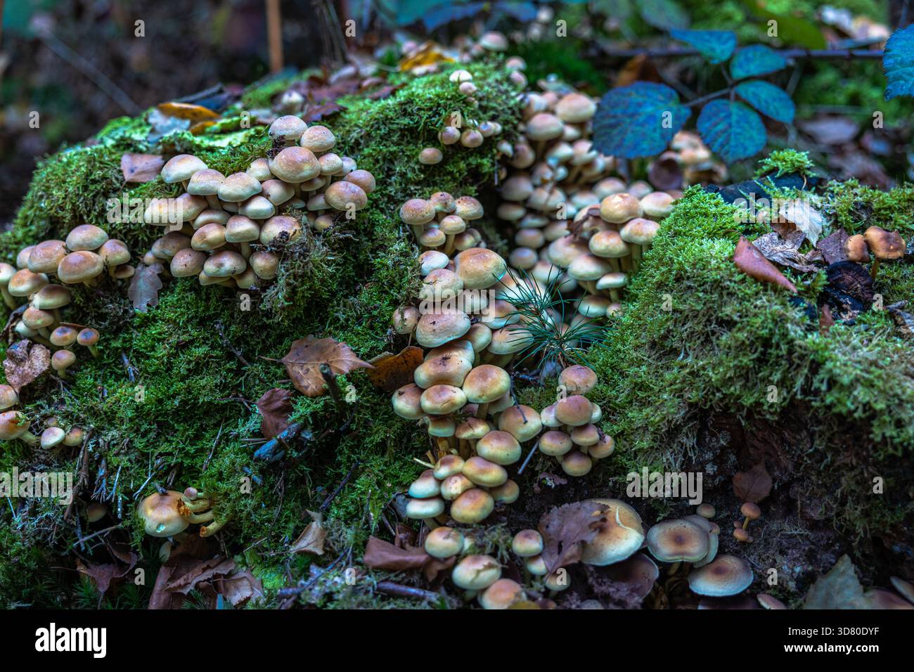 Un groupe de petits champignons jaunes brunâtres poussant sur une vieille souche couverte de mousse vert vif dans une forêt, parmi les feuilles tombées. Banque D'Images