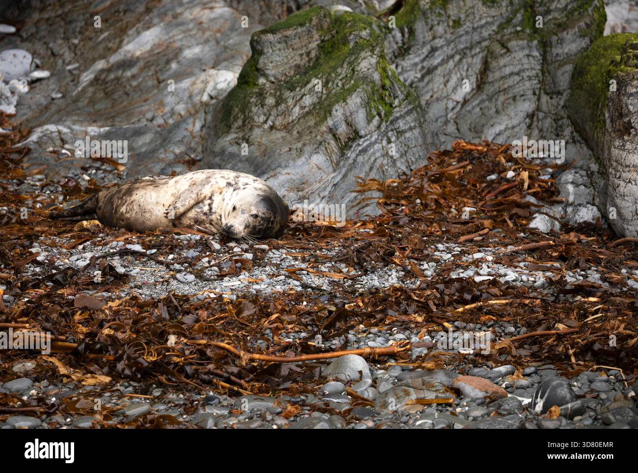 Phoque gris reposant dans une crique sur la côte ouest de Cork dans la région de Munster en Irlande Banque D'Images