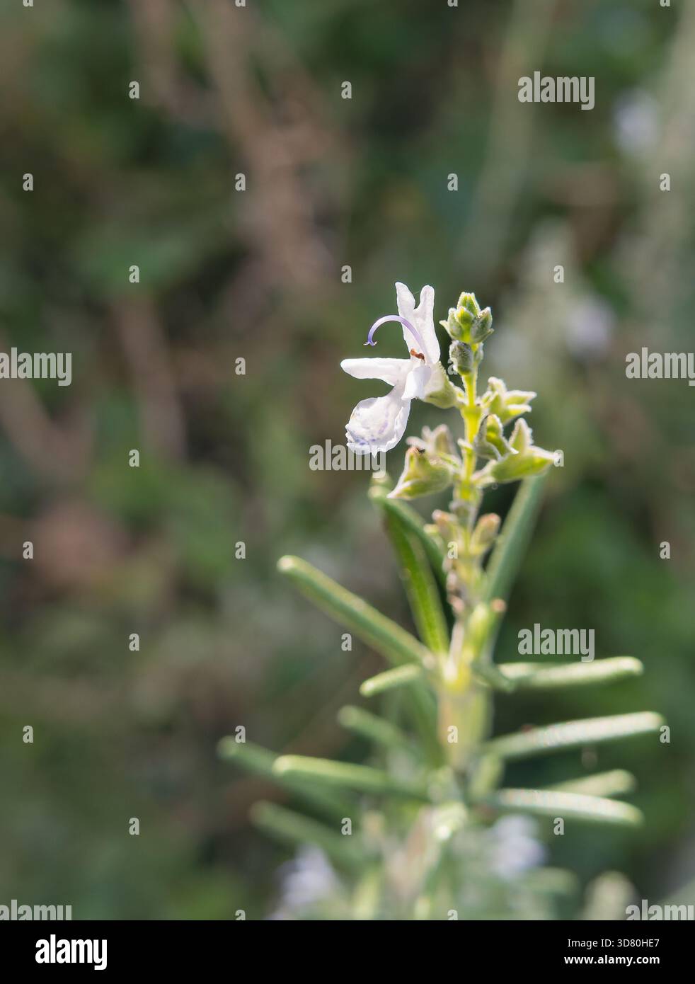 Plan macro d'une fleur bleuet pâle unique fleurissant sur un buisson de romarin Salvia rosmarinus avec des aiguilles comme des feuilles vertes en plein soleil Banque D'Images
