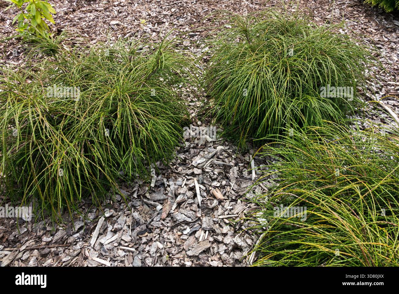 Thuja plicata 'Whipcord' paillage paillis d'écorce de pin Banque D'Images