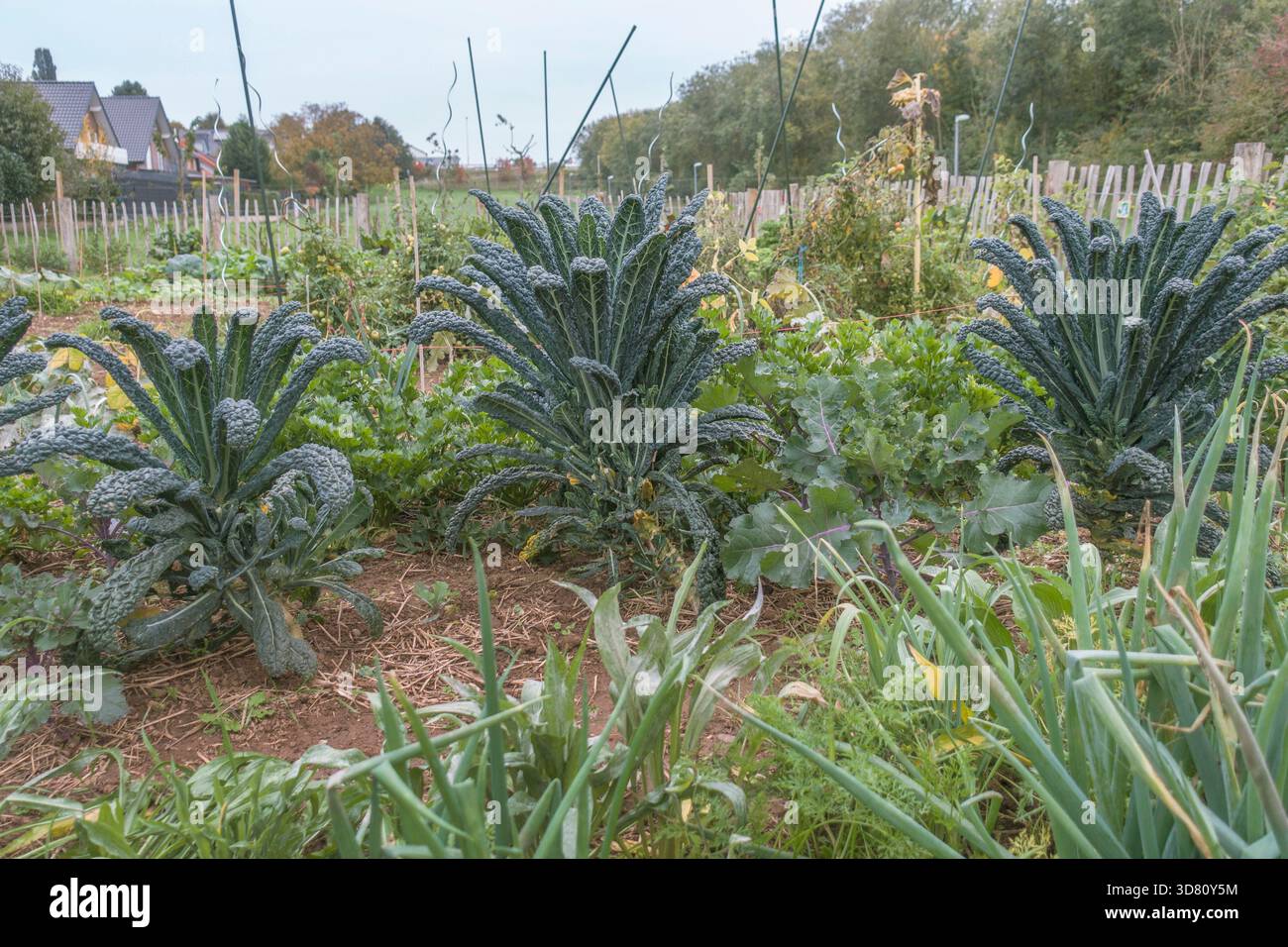 Chou frisé de palmier, chou frisé lacinato, chou frisé toscan, chou frisé de dinosaure (Brassica oleracea var. palmifolia), dans un jardin Banque D'Images