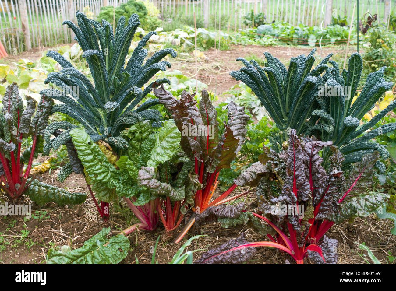 Chou frisé de palmier, chou frisé lacinato, chou frisé toscan, chou frisé de dinosaure (Brassica oleracea var. palmifolia), dans un jardin Banque D'Images