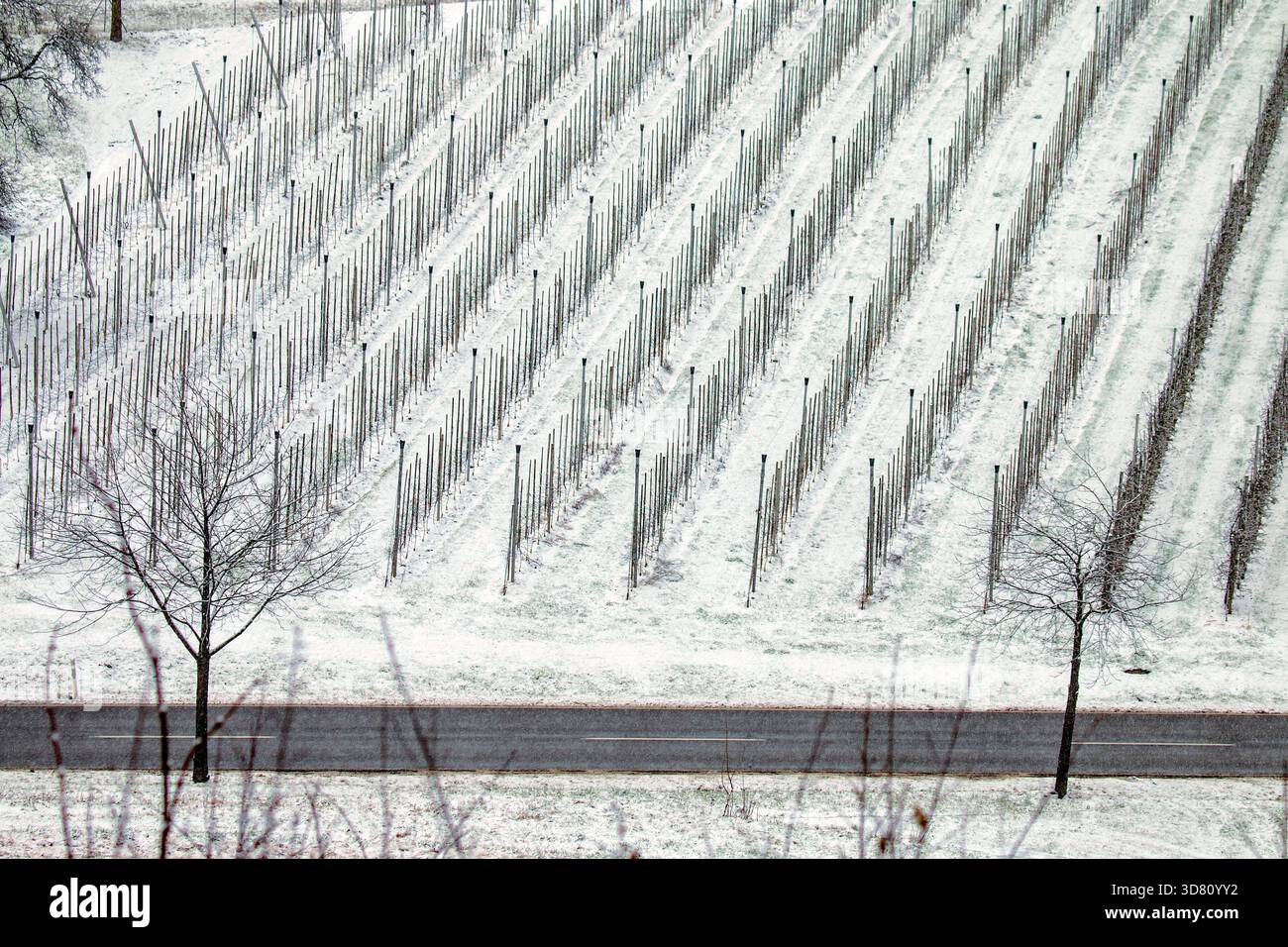 Verger de fruits en hiver, Allemagne, Bavière, Lindau Banque D'Images