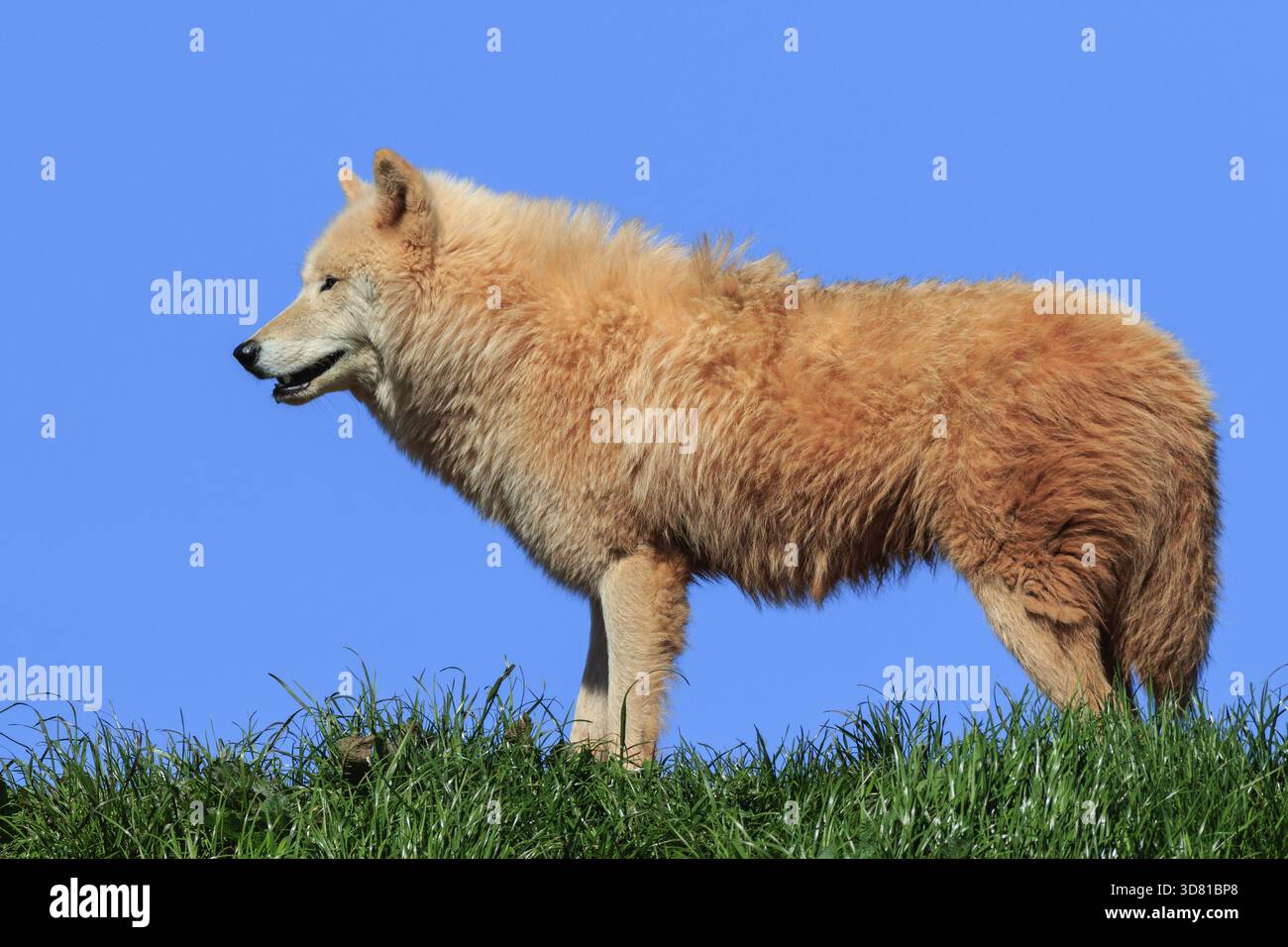 Loup arctique (Canis lupus arctos) sur herbe avec ciel bleu Banque D'Images