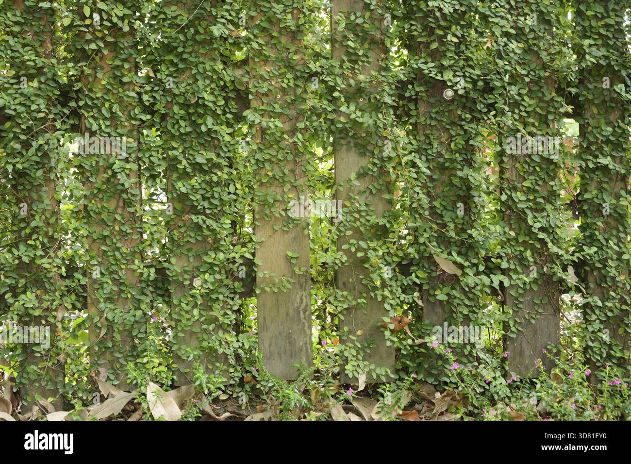 Plante de feuille sur clôture en bois, fond Banque D'Images