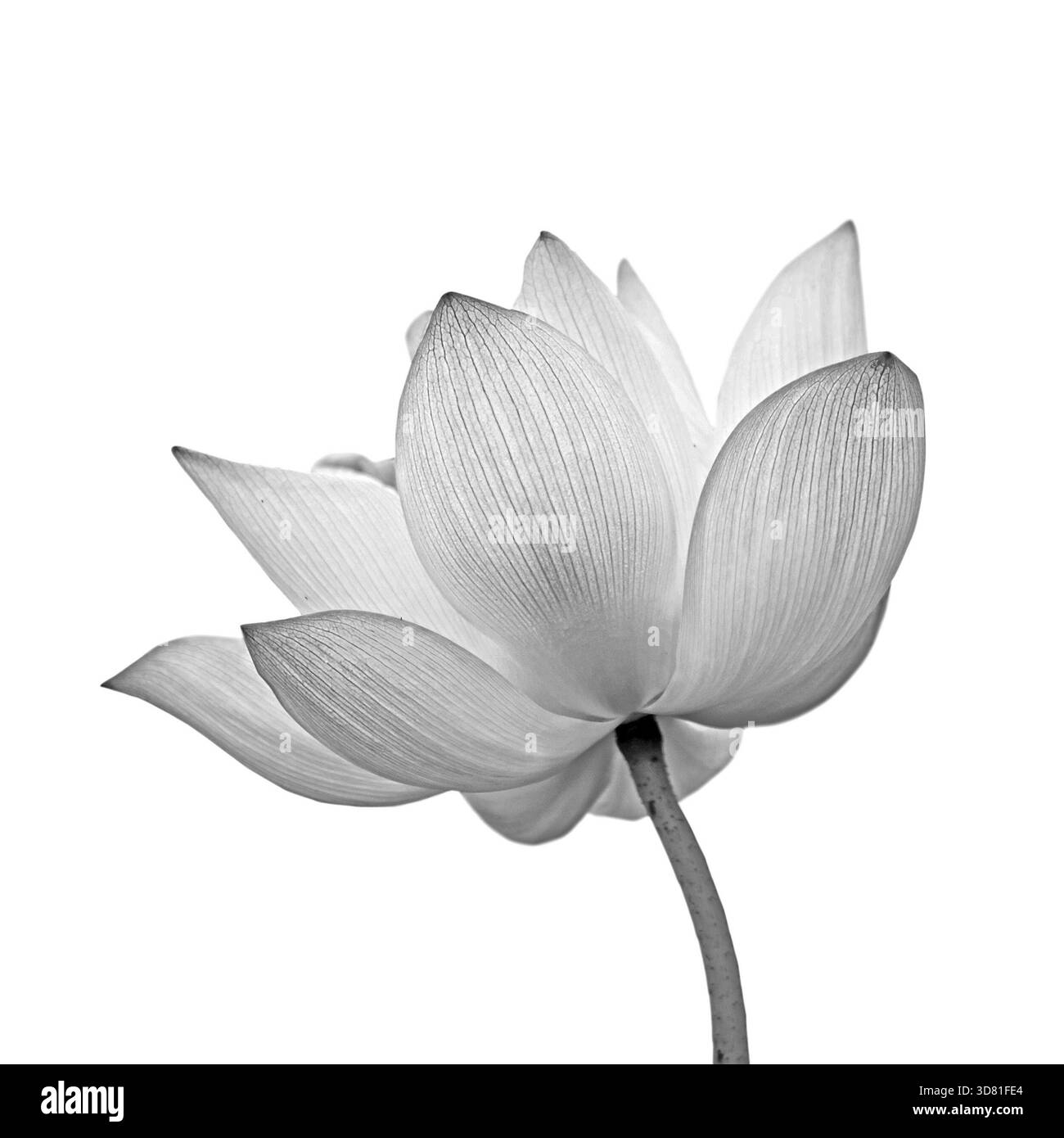 Fleur de Lotus isolé sur fond blanc Banque D'Images