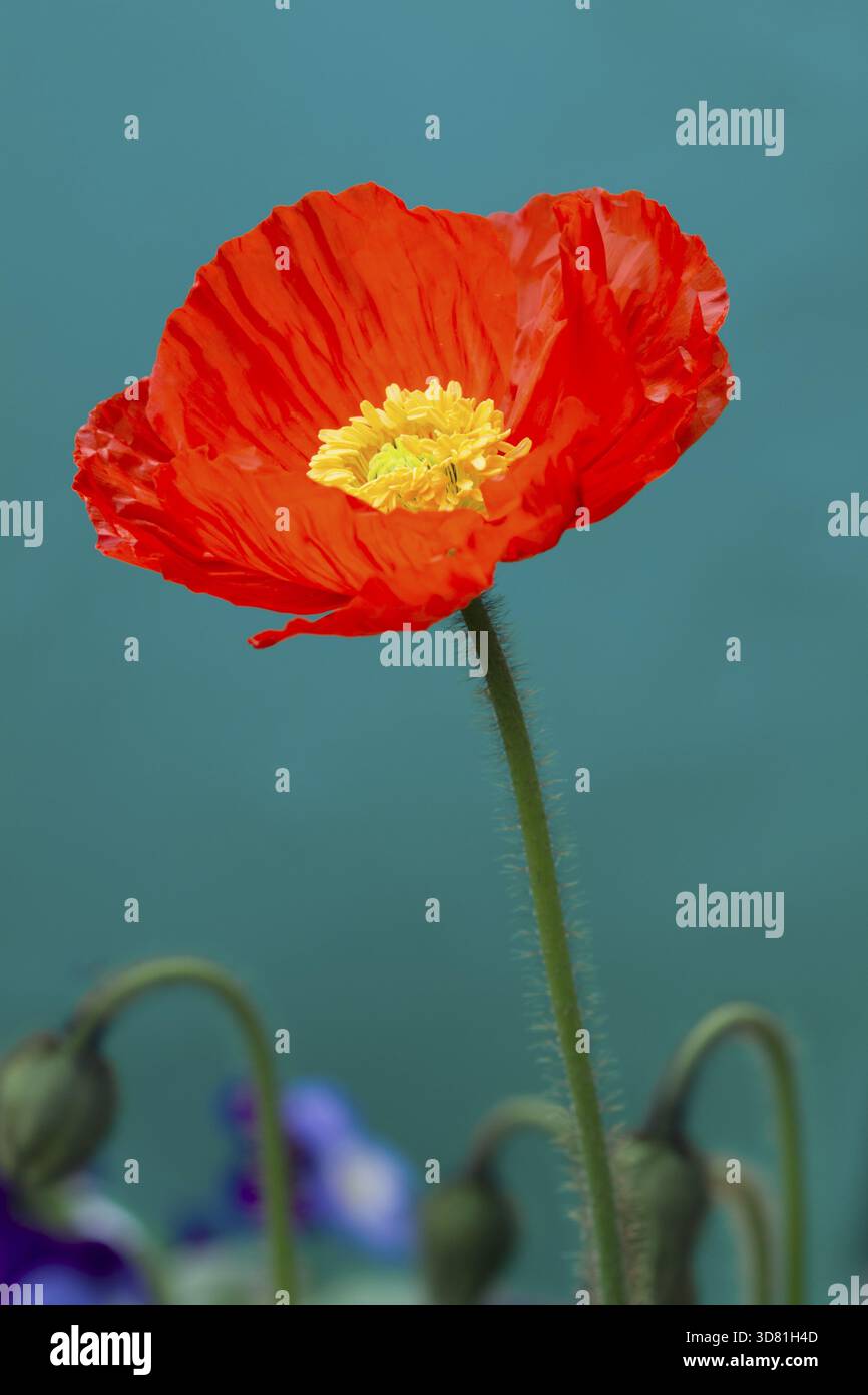 Un beau coquelicot orange sur fond bleu Banque D'Images