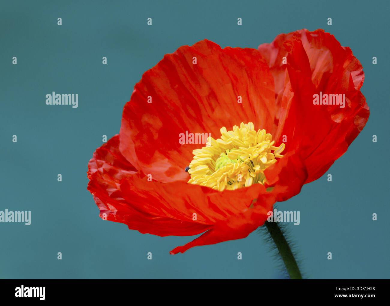 Un beau coquelicot orange sur fond bleu Banque D'Images