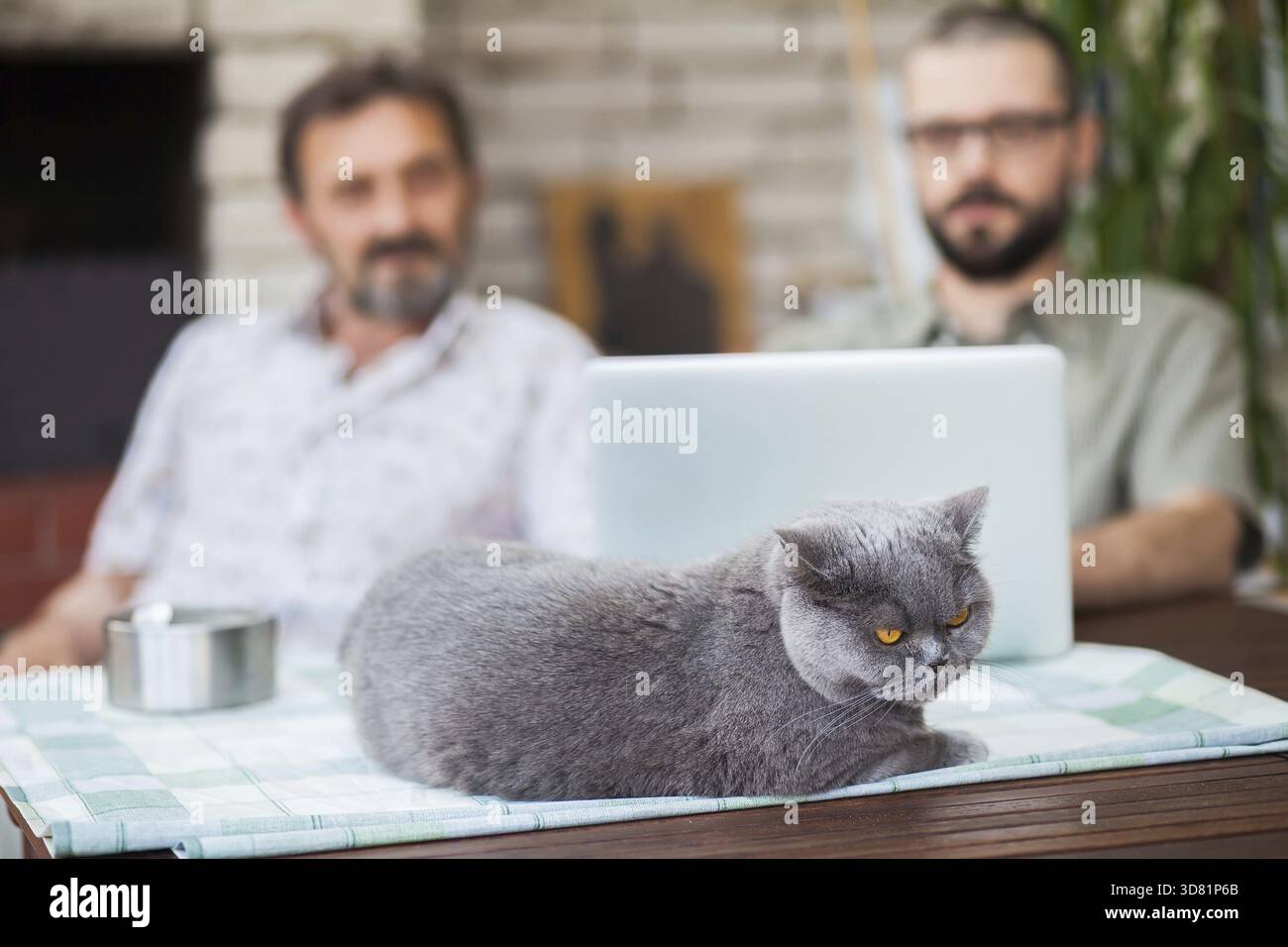 Deux hommes (père et fils) utilisant un ordinateur portable avec la compagnie du chat sur la table Banque D'Images