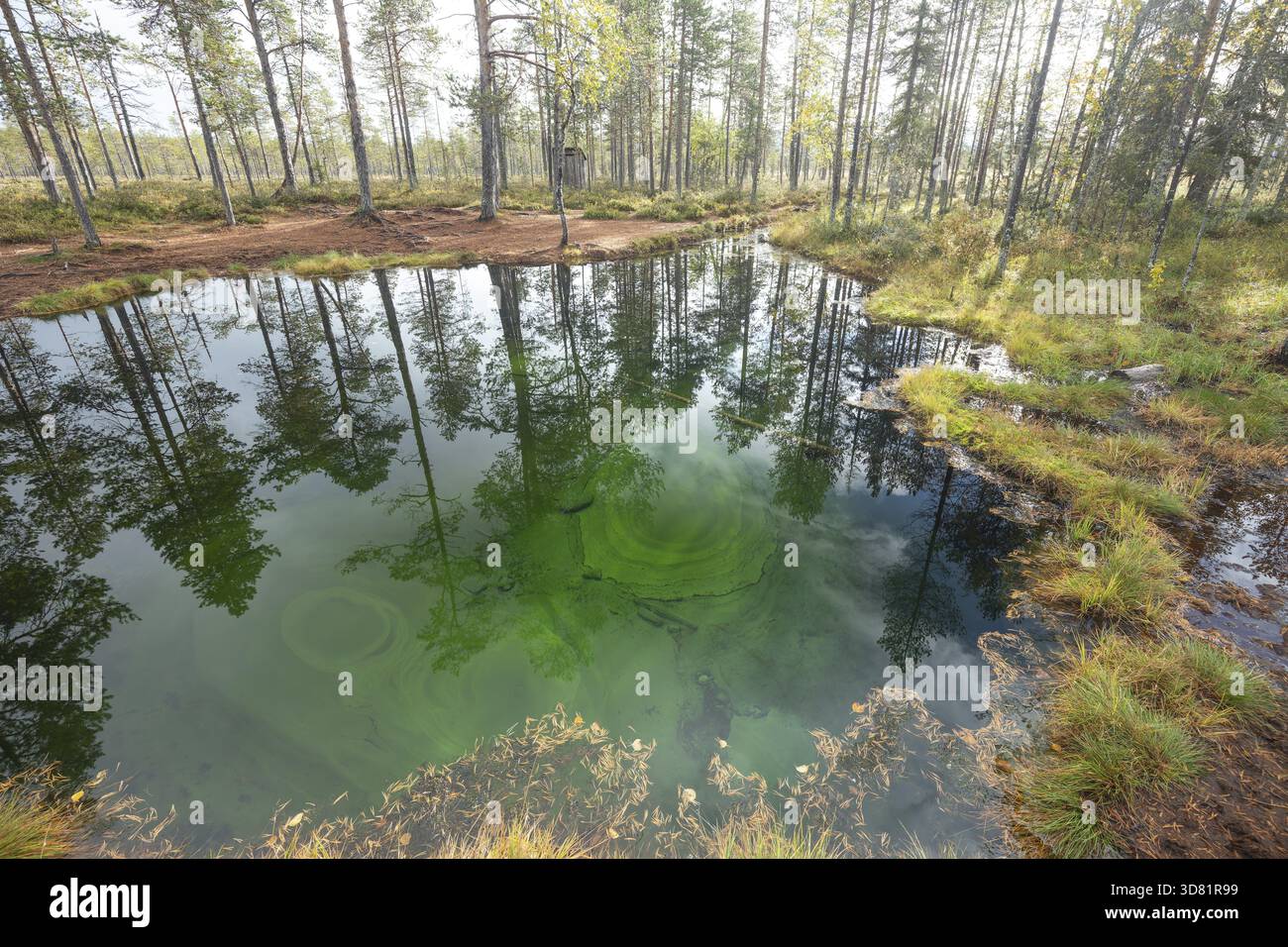 L'eau de source vert émeraude reflète les arbres d'automne. Grenouille ressort dans la lande, zone humide à Arvidsjaur, Suède Banque D'Images