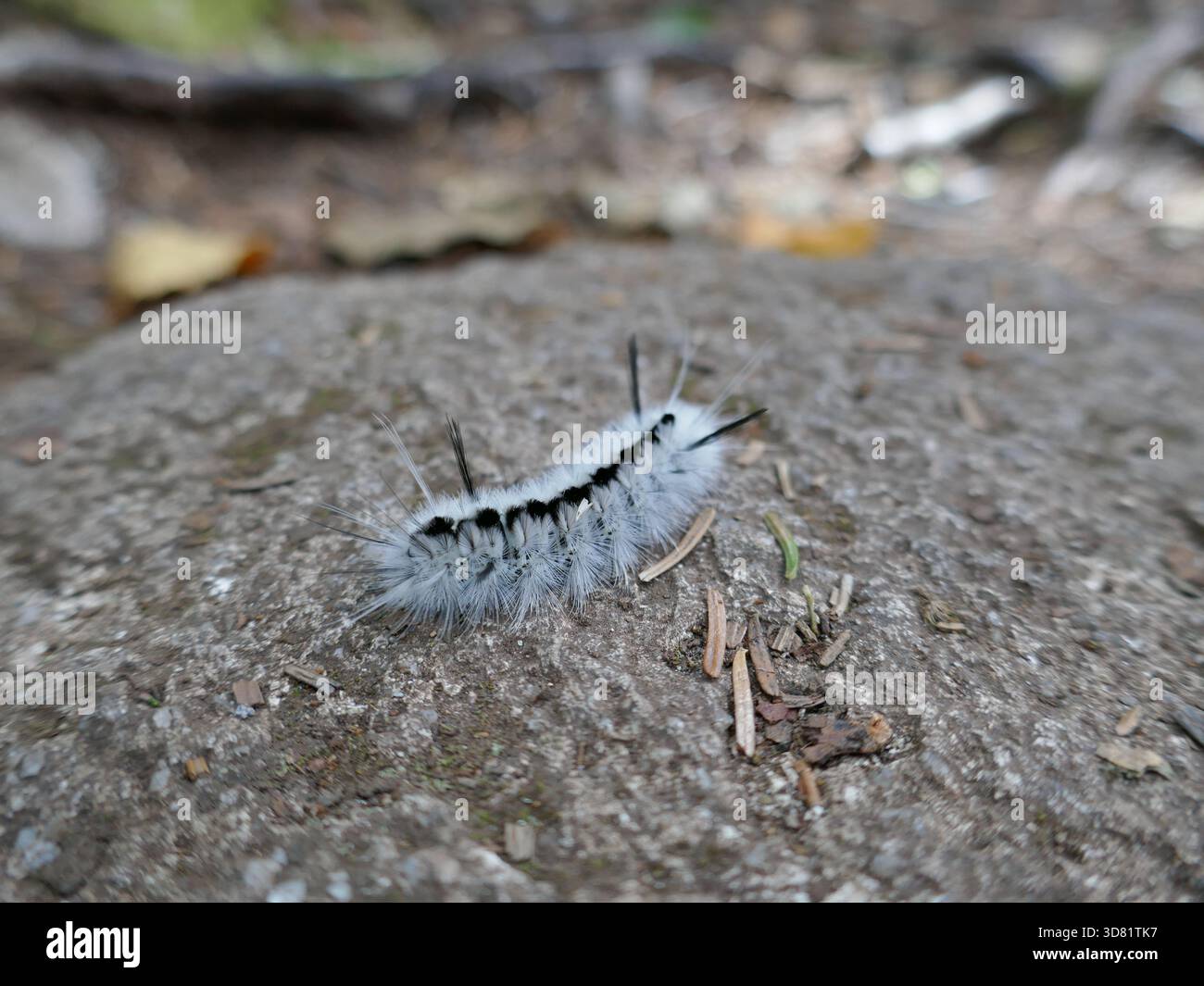 Tussock Moth chenille rampant sur la surface rocheuse Banque D'Images