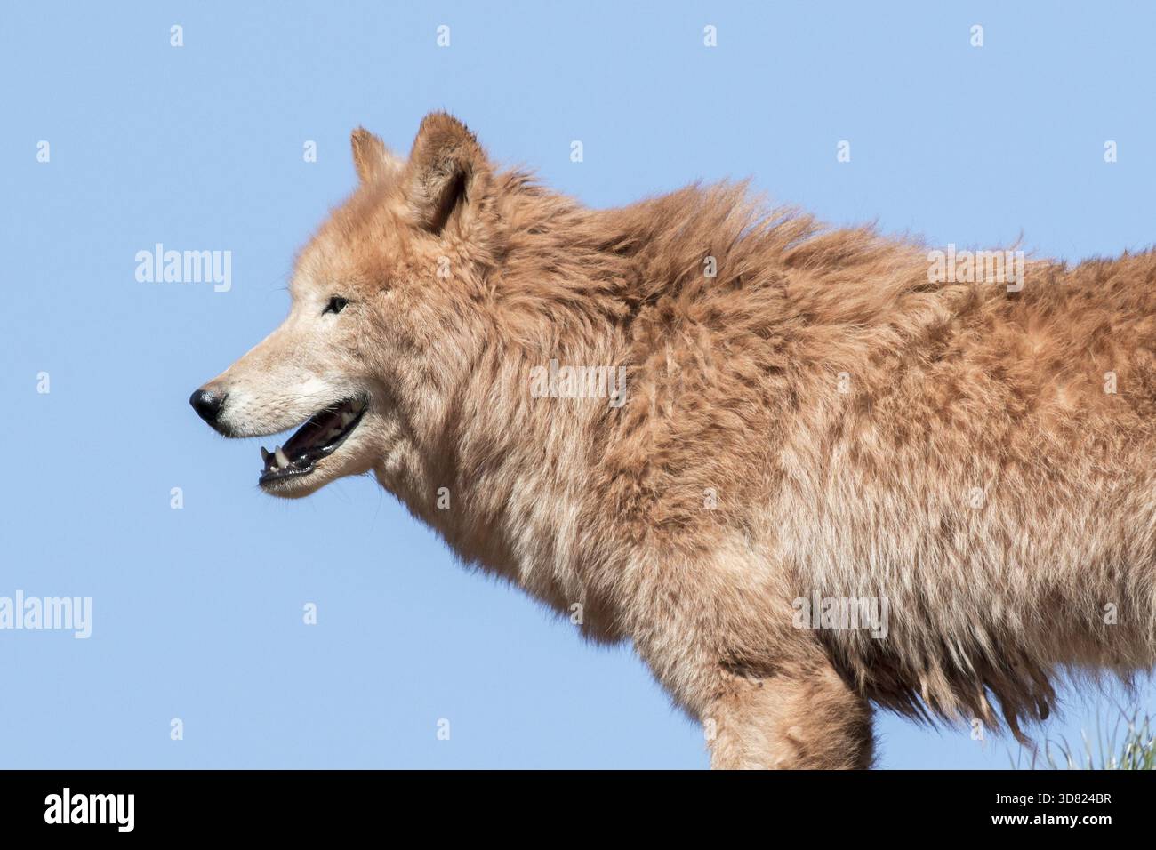 Loup arctique (Canis lupus arctos) sur herbe avec ciel bleu Banque D'Images