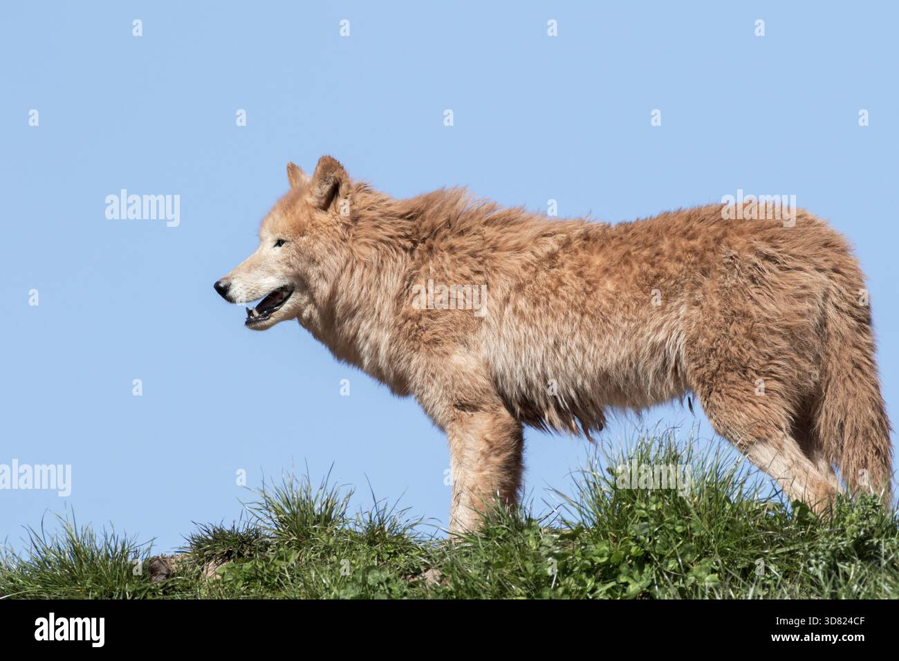 Loup arctique (Canis lupus arctos) sur herbe avec ciel bleu Banque D'Images