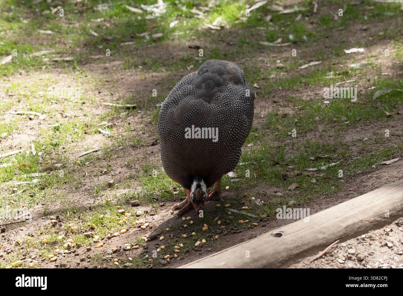 La pintade casquée est gris-noir tachetée de blanc. Comme les autres guineafowl, cette espèce a une tête sans plumes, Banque D'Images