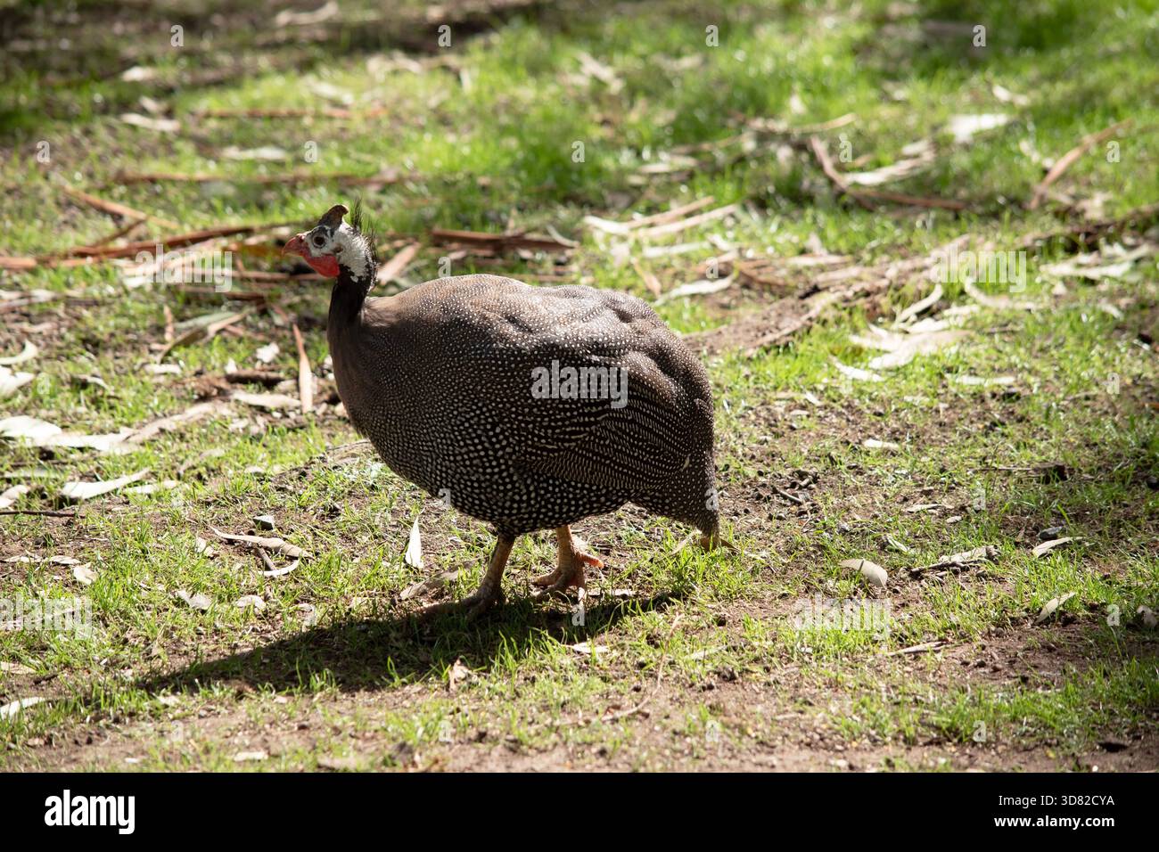 La pintade casquée est gris-noir tachetée de blanc. Comme les autres guineafowl, cette espèce a une tête sans plumes, Banque D'Images