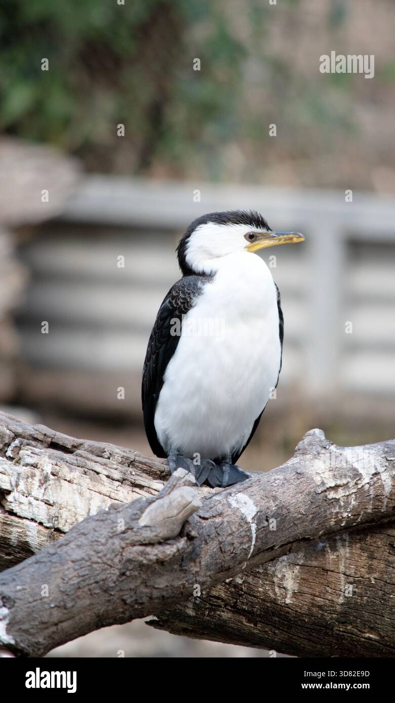 Le Cormorant à pied est un oiseau de taille moyenne avec des ailes noires et une queue noire. Il a un visage et une poitrine blancs. Banque D'Images