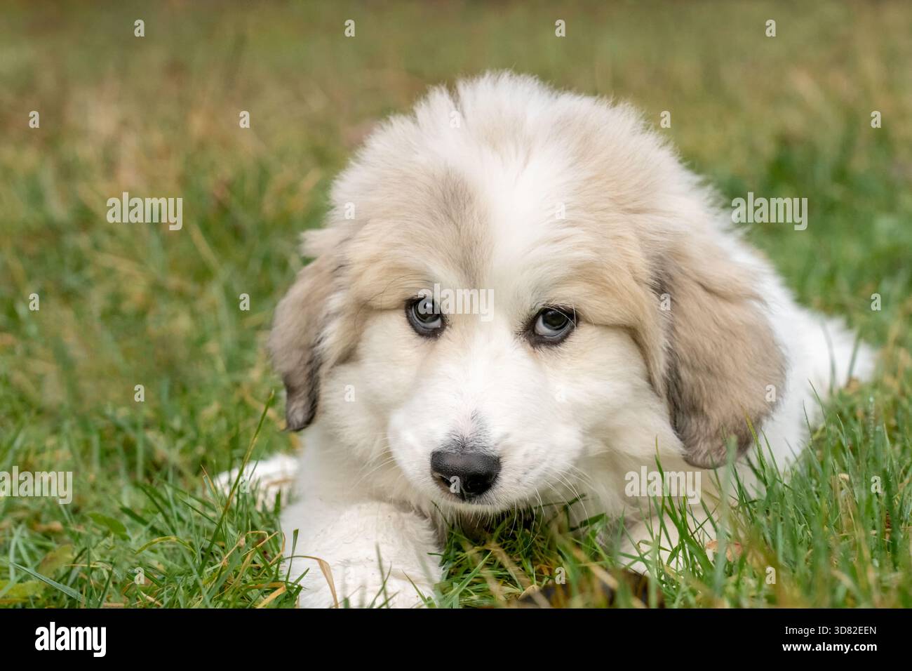 Issaquah, Washington, USA. Dix semaine grand Pyrénées chiot repose dans l'herbe. (PR) Banque D'Images