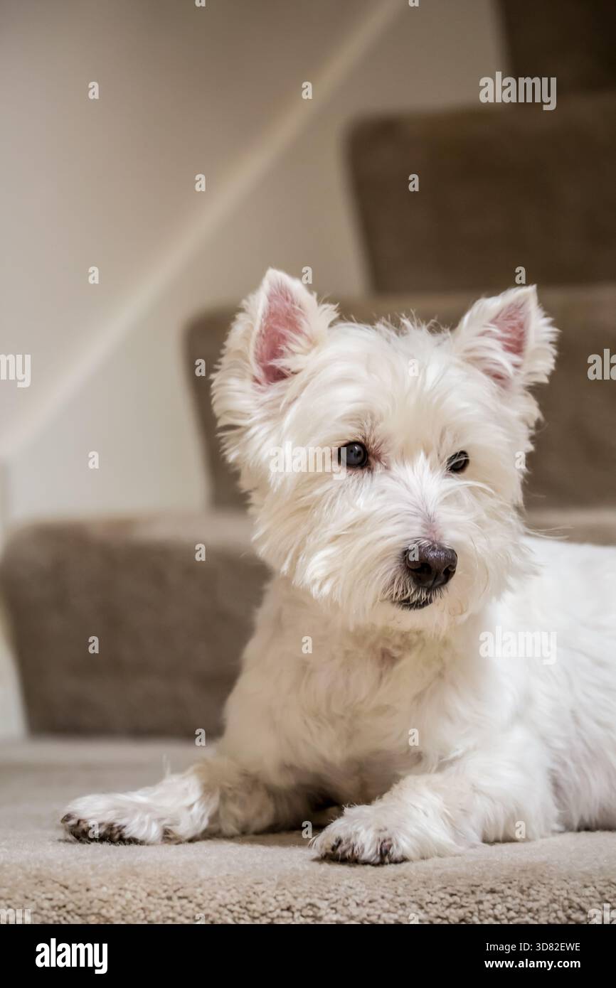 Issaquah, Washington, États-Unis. 'Zipper', un Westie, incliné près des escaliers. (PR) Banque D'Images