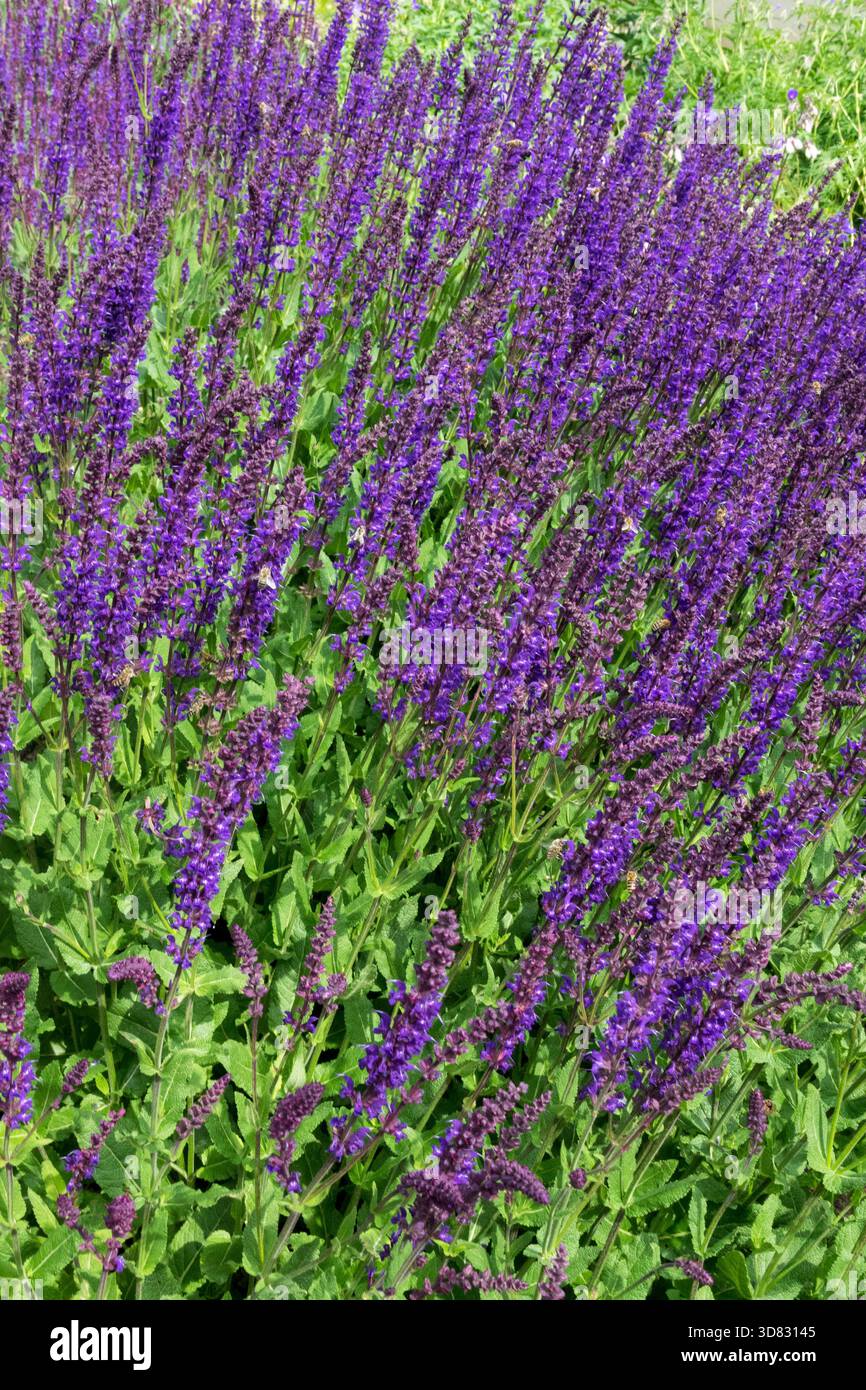 Fleurs violettes éclatantes de sauge des bois, Salvia nemorosa 'Slimming Blue' floraison Banque D'Images