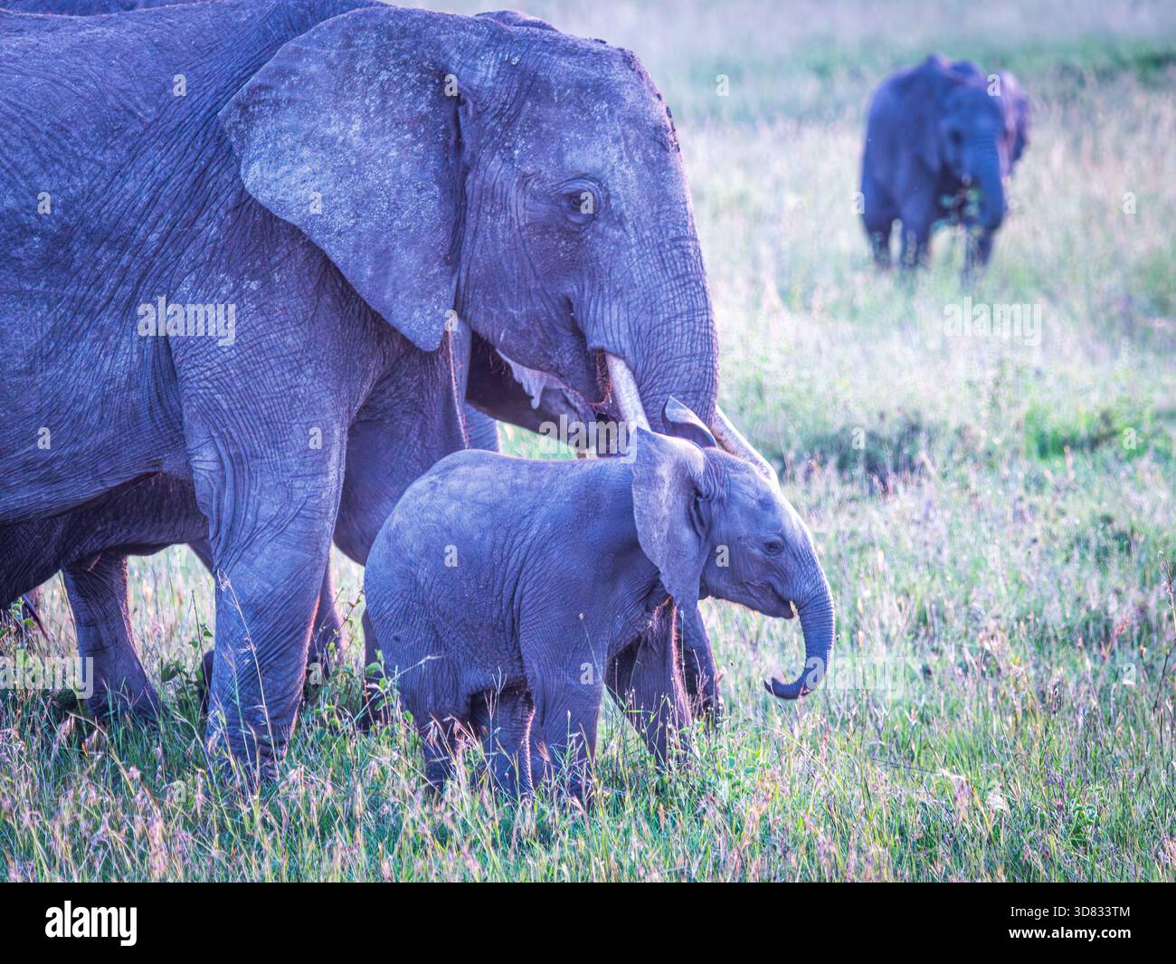 Partie d'une collection d'éléphants d'Afrique sauvages à Amboseli dépoussiérage, traversant une étendue de désert, bébés éléphants jouant, dans un marais de forêt morte. Banque D'Images