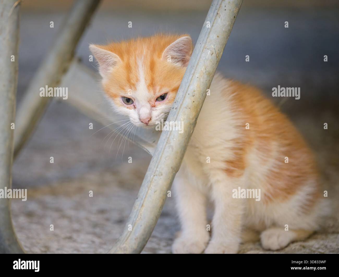 Jeune chat domestique curieux avec une fourrure blanche et brun clair explorant l'environnement de la ferme à Matrei à Osttirol Autriche Banque D'Images